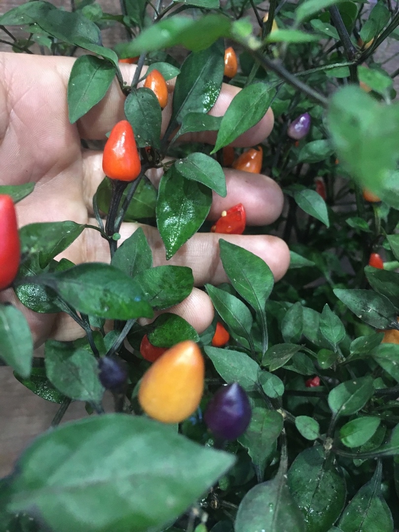 Выращивание острого перца Bolivian Rainbow - фото 2