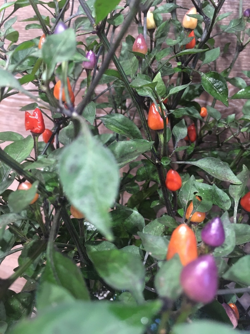 Сорт острого перца Bolivian Rainbow - фото 3