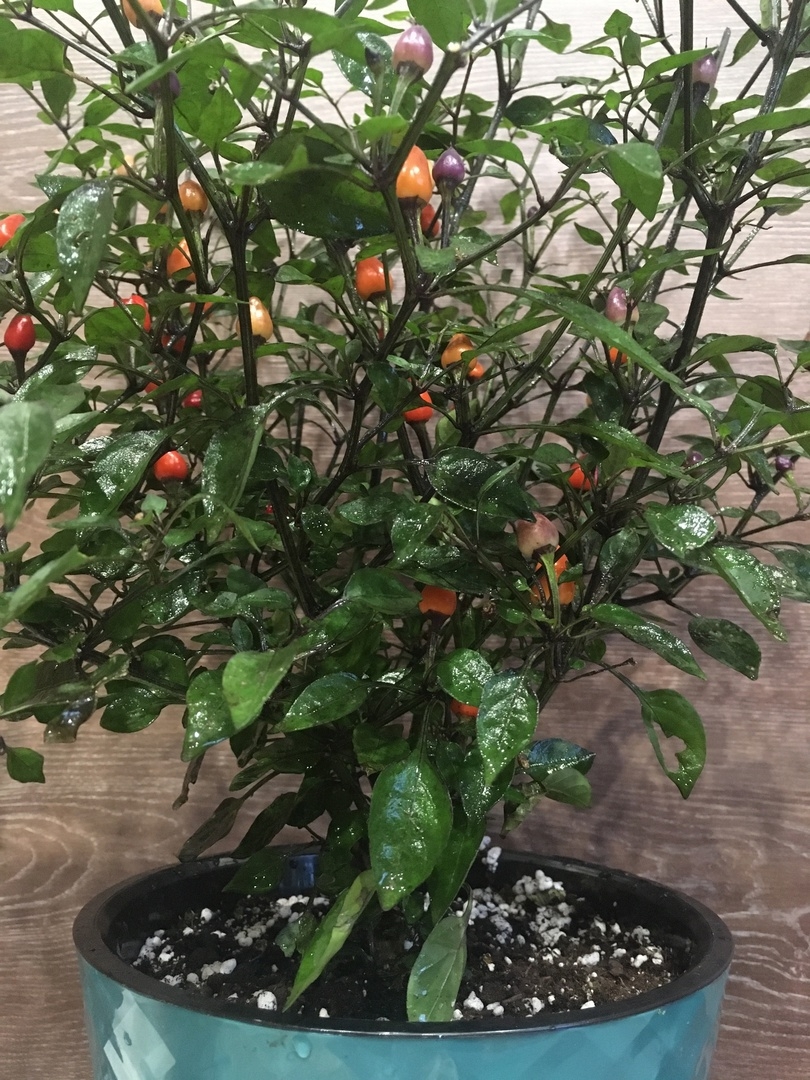 Плоды острого перца Bolivian Rainbow - фото 4