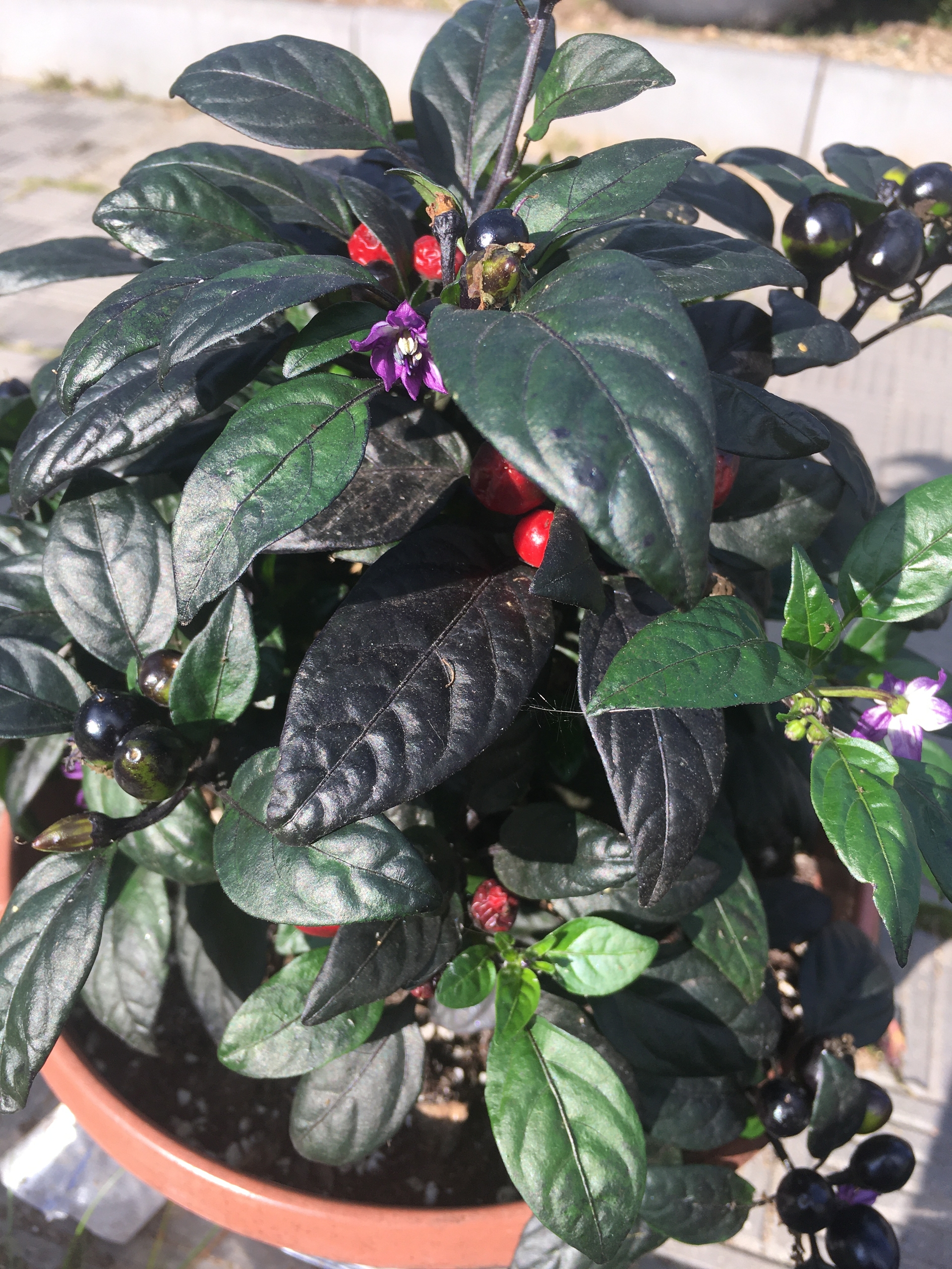 Семена острого перца Black Pearl