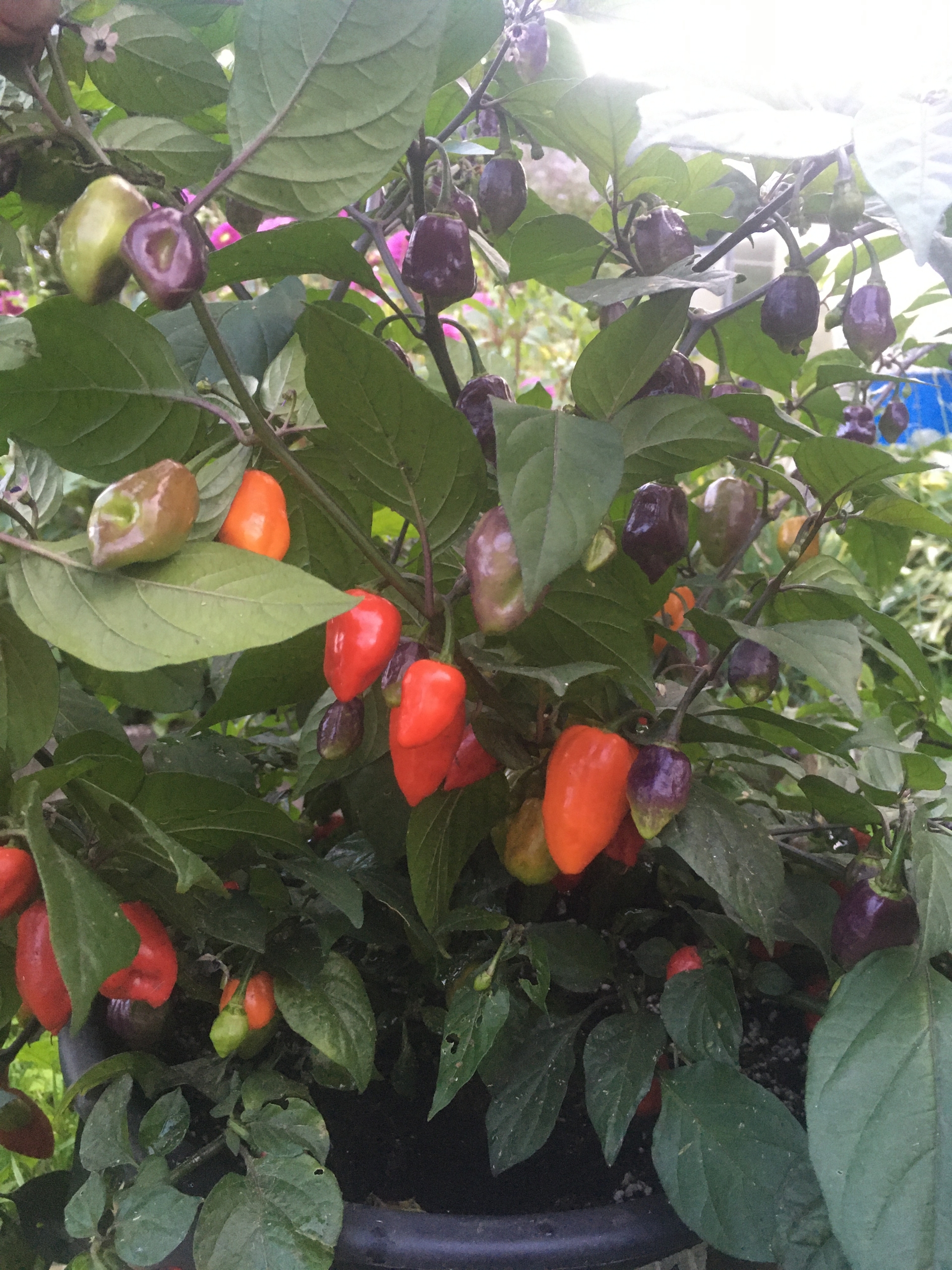 Семена острого перца Naga Smooky Rainbow