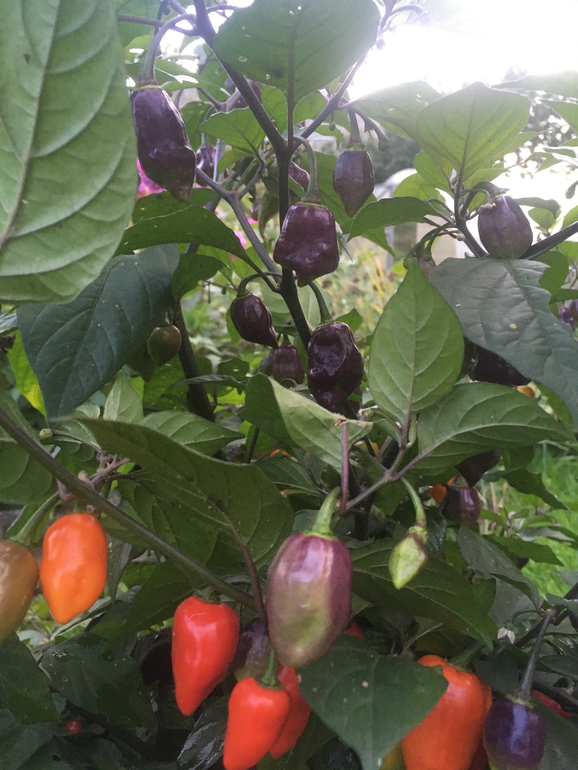 Выращивание острого перца Naga Smooky Rainbow - фото 2