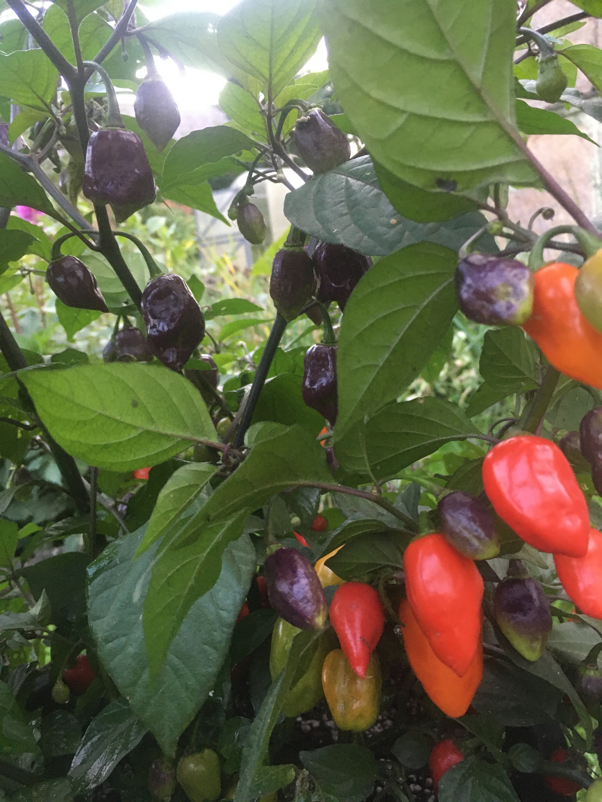 Сорт острого перца Naga Smooky Rainbow - фото 3