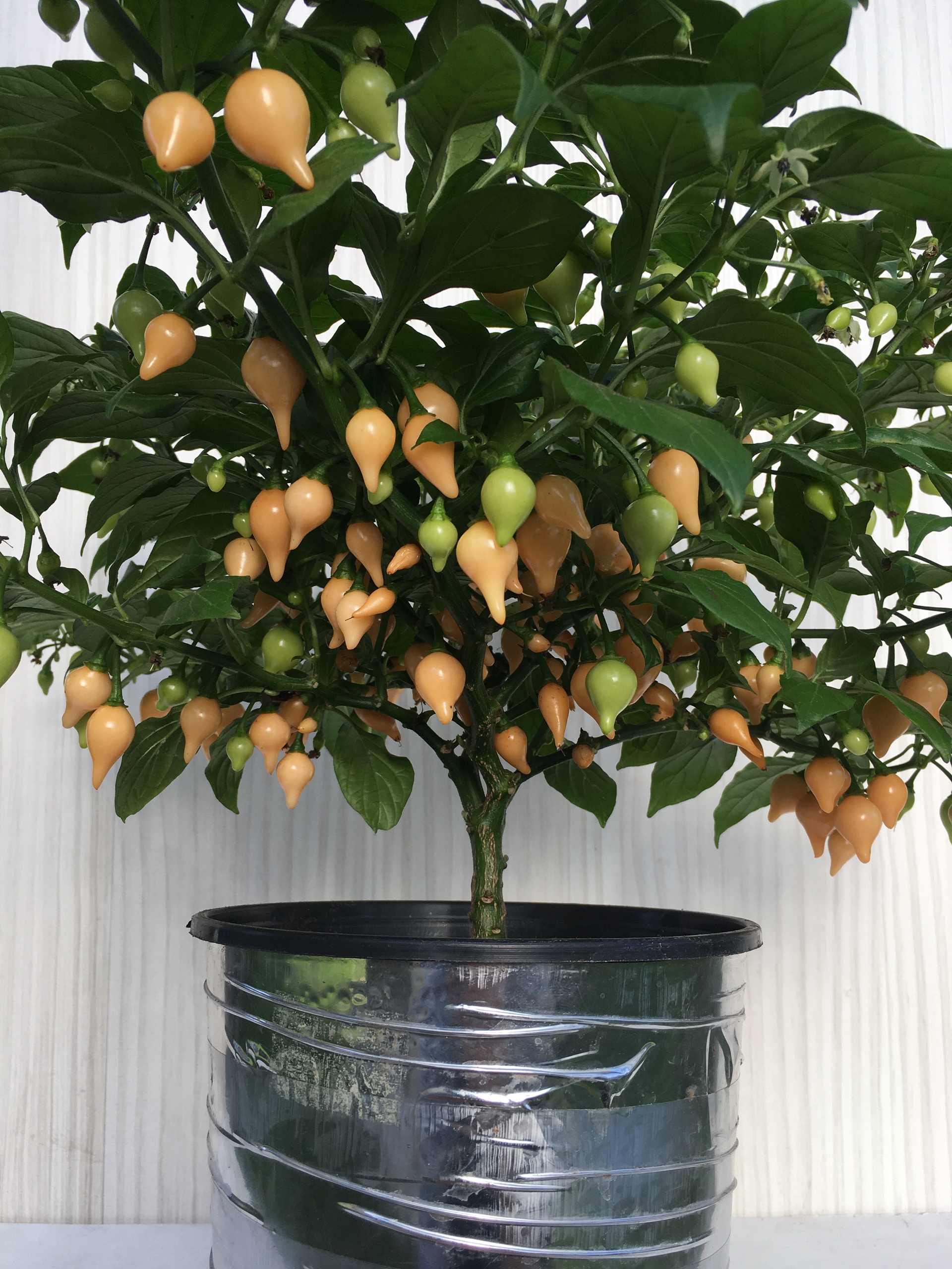 Семена острого перца Biquinho Peach