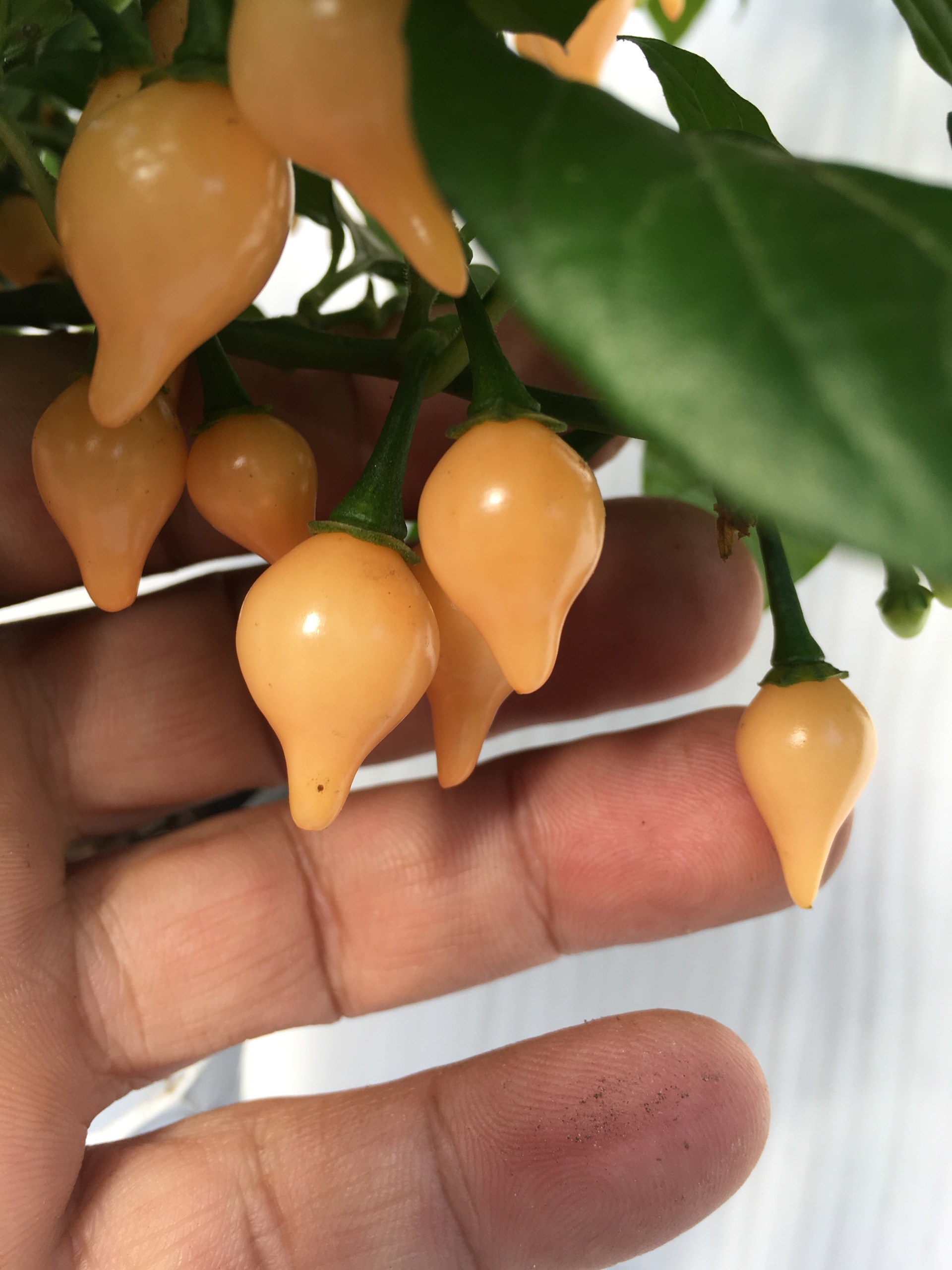 Выращивание острого перца Biquinho Peach - фото 2