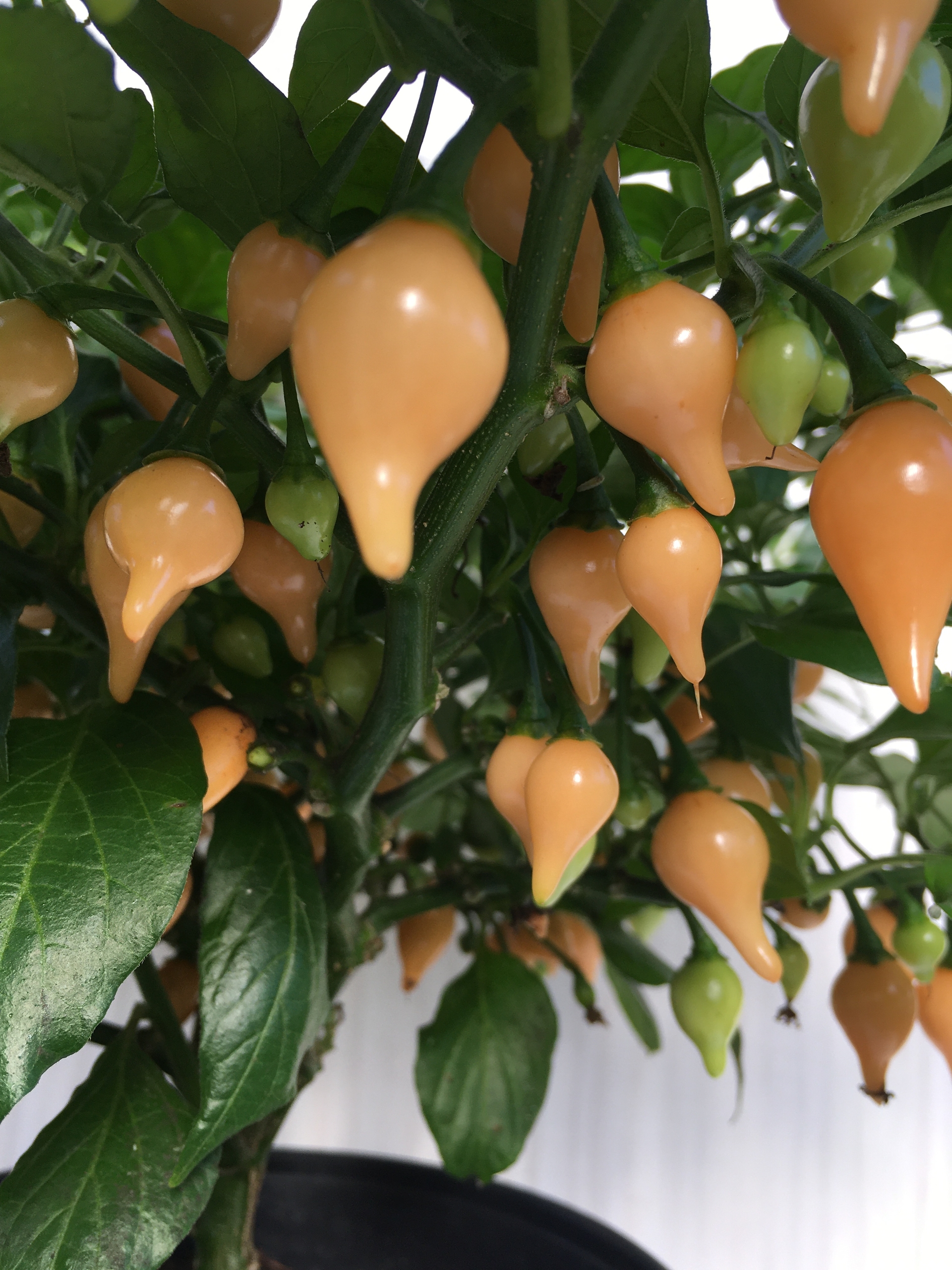 Сорт острого перца Biquinho Peach - фото 3