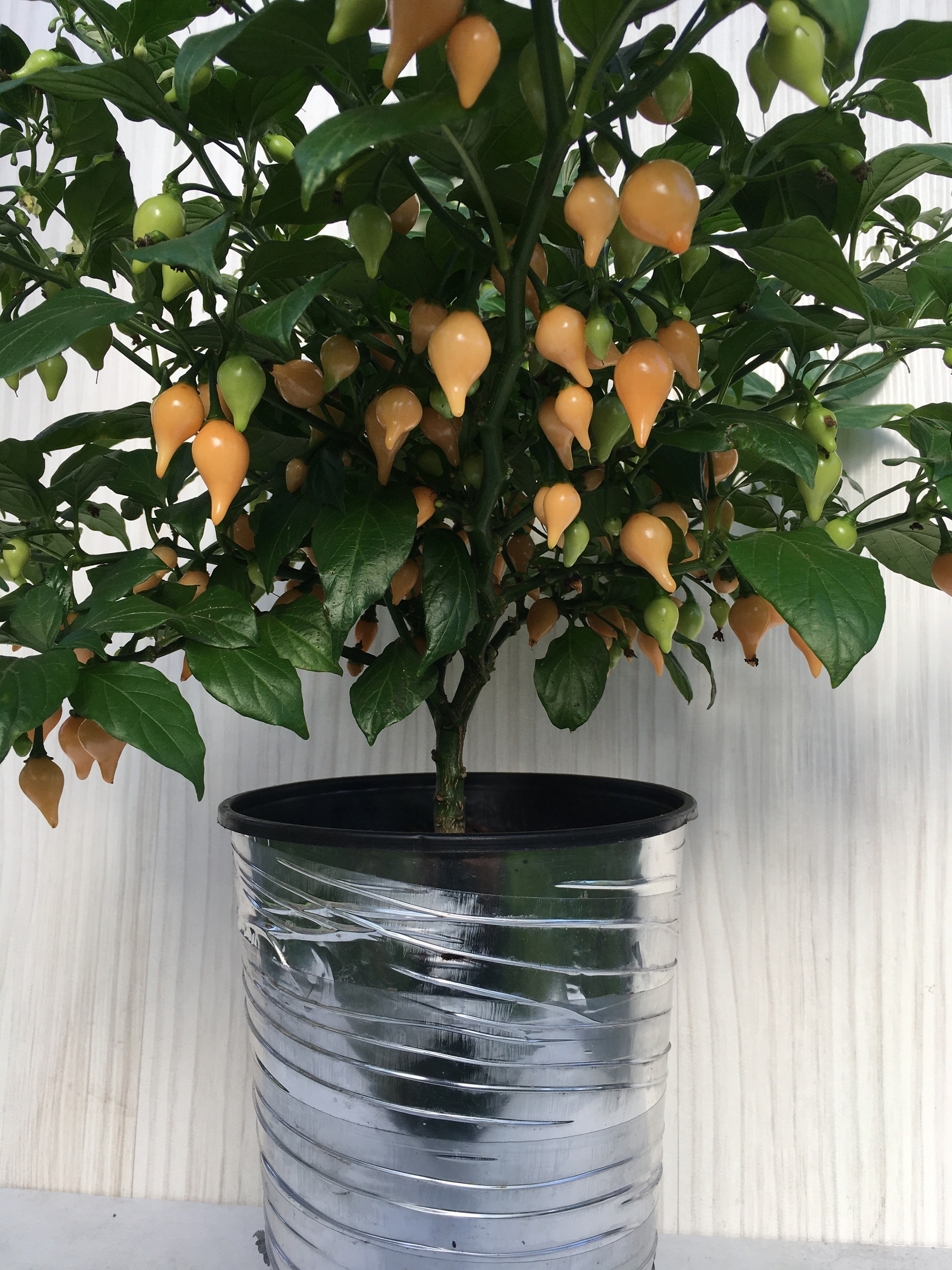 Плоды острого перца Biquinho Peach - фото 4