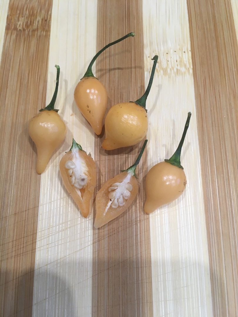 Что вырастает из семян острого перца Biquinho Peach - фото 5