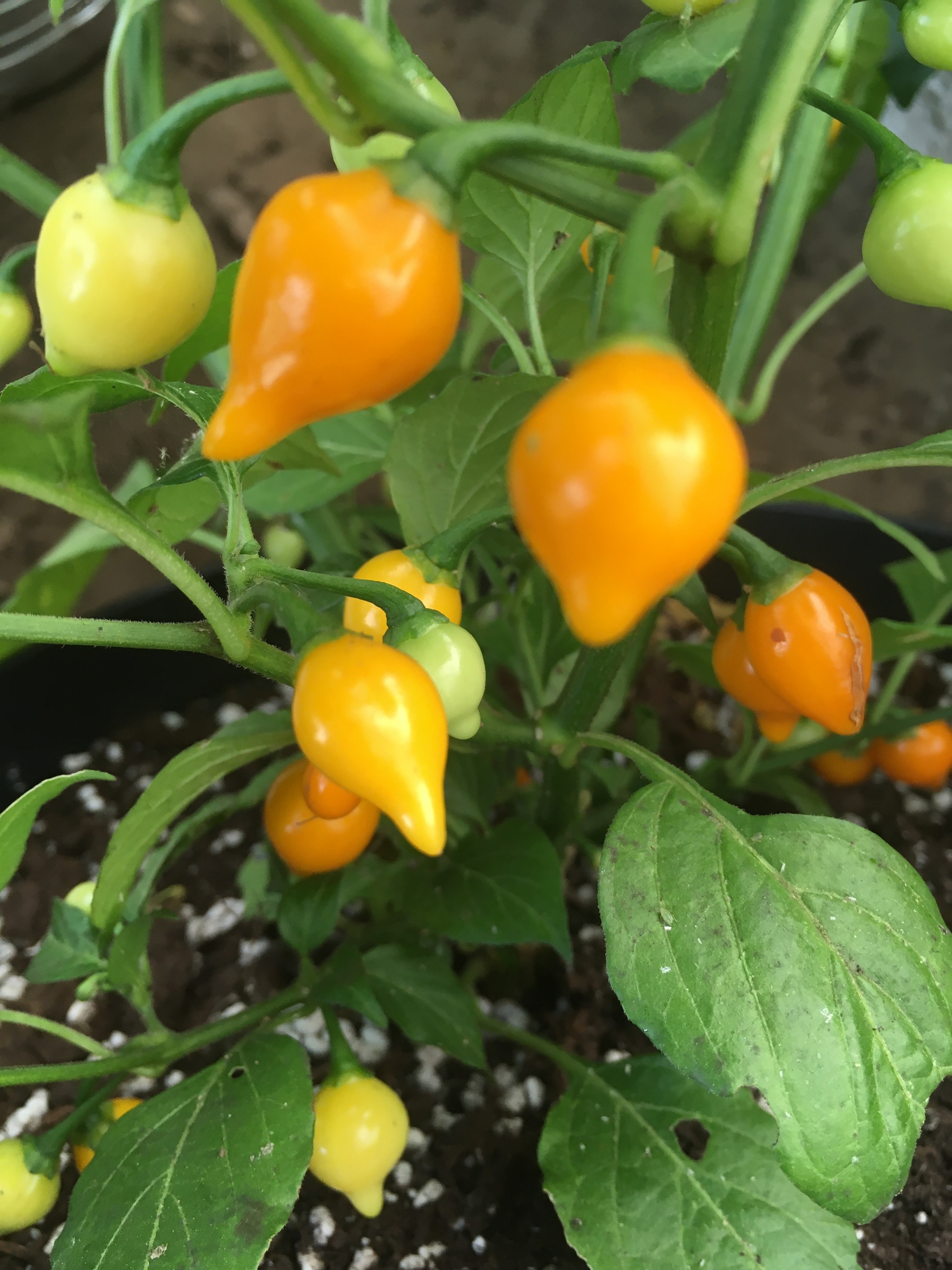 Семена острого перца Biquinho Amarelo