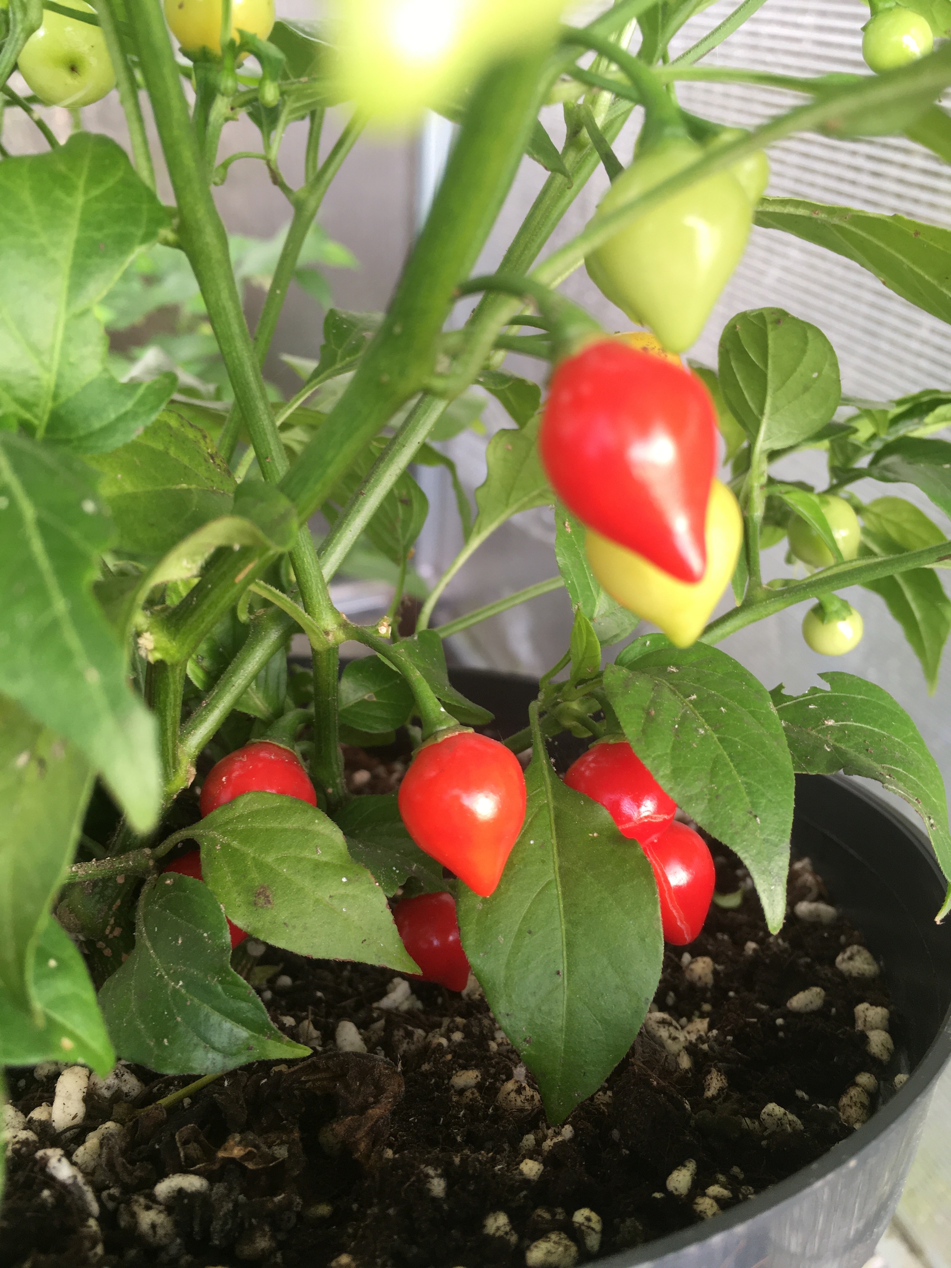 Семена острого перца Biquinho Vermelho