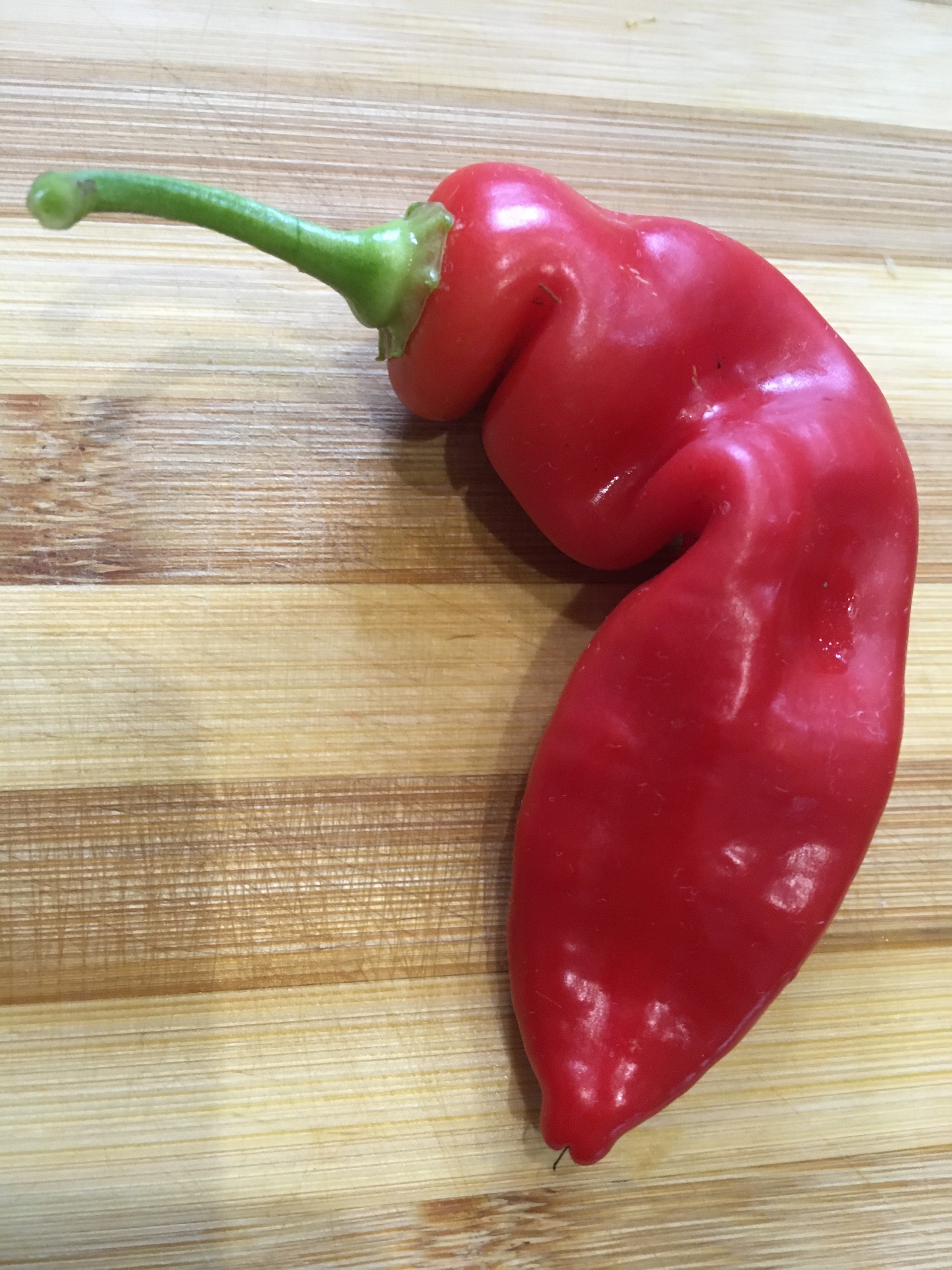 Выращивание острого перца Sugar Rush - фото 2