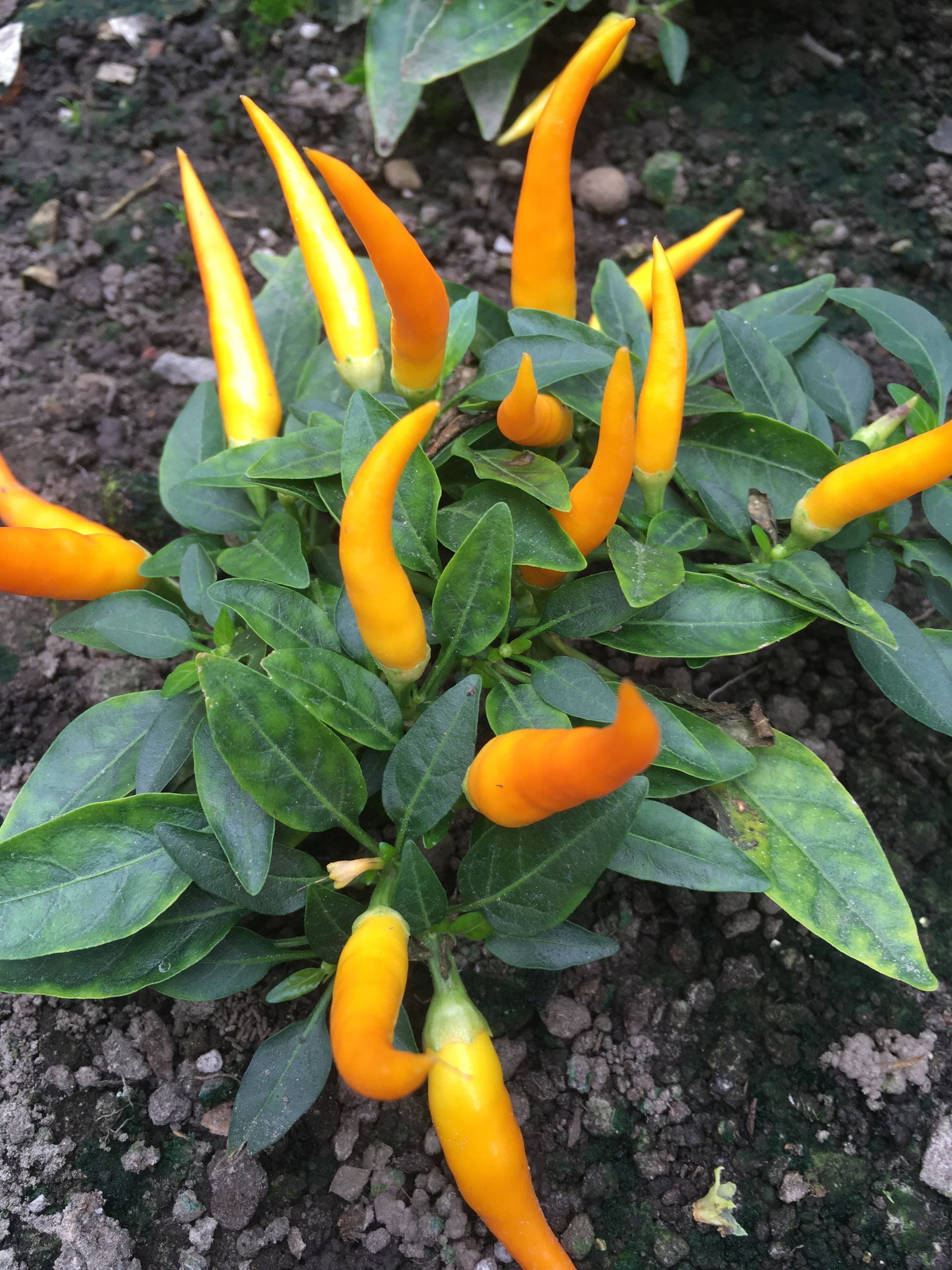 Семена острого перца Medusa Orange