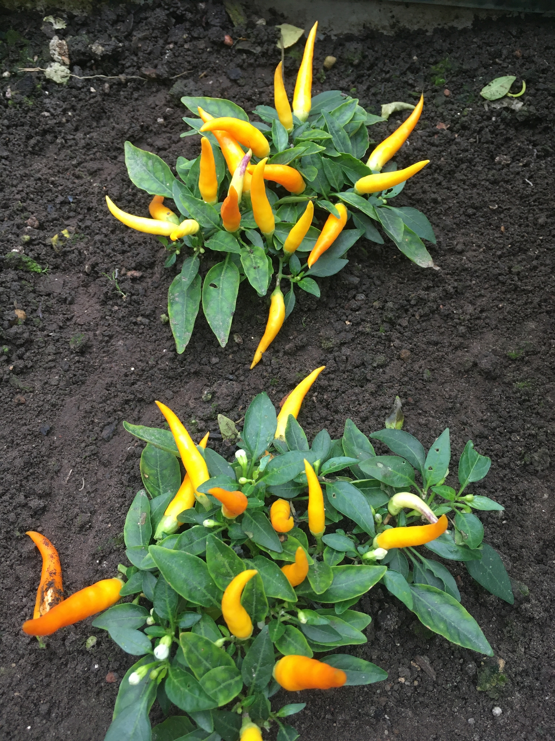 Выращивание острого перца Medusa Orange - фото 2