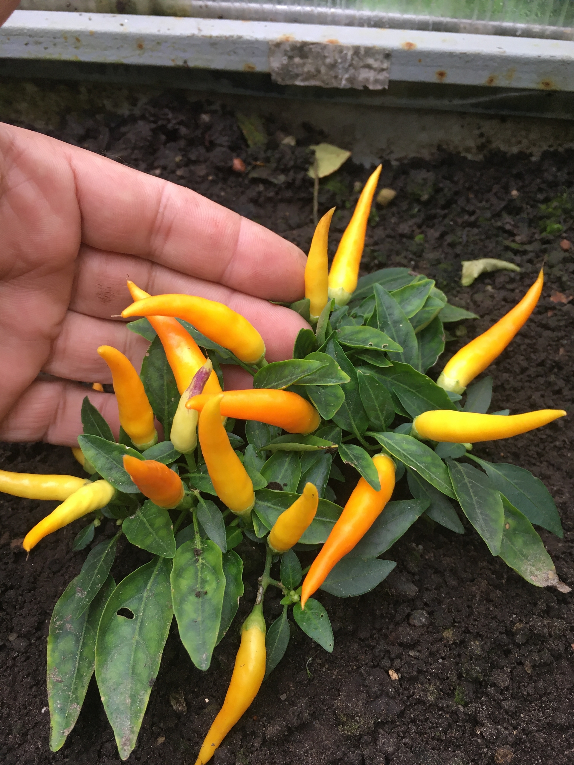 Сорт острого перца Medusa Orange - фото 3