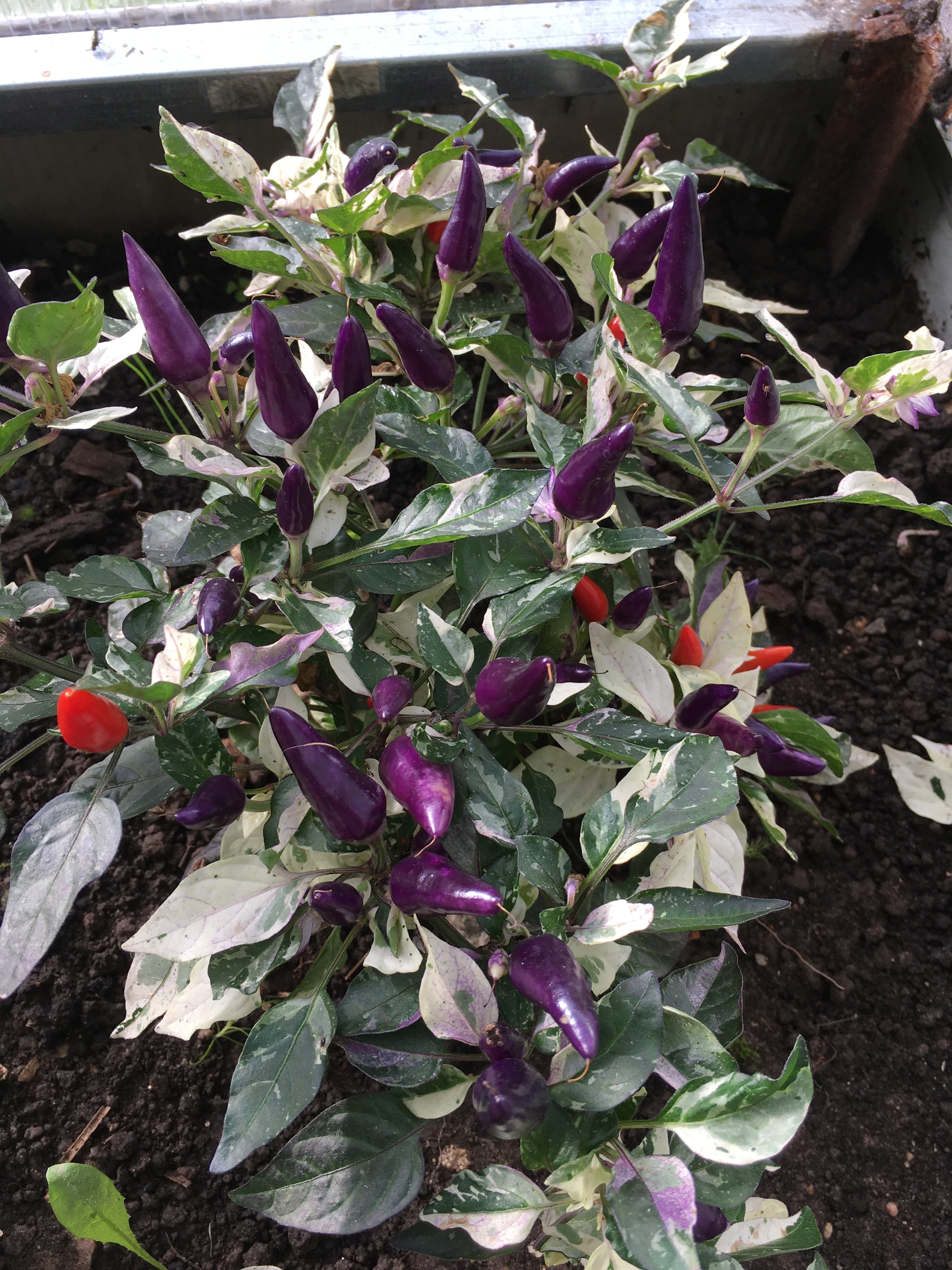 Семена острого перца BHUC