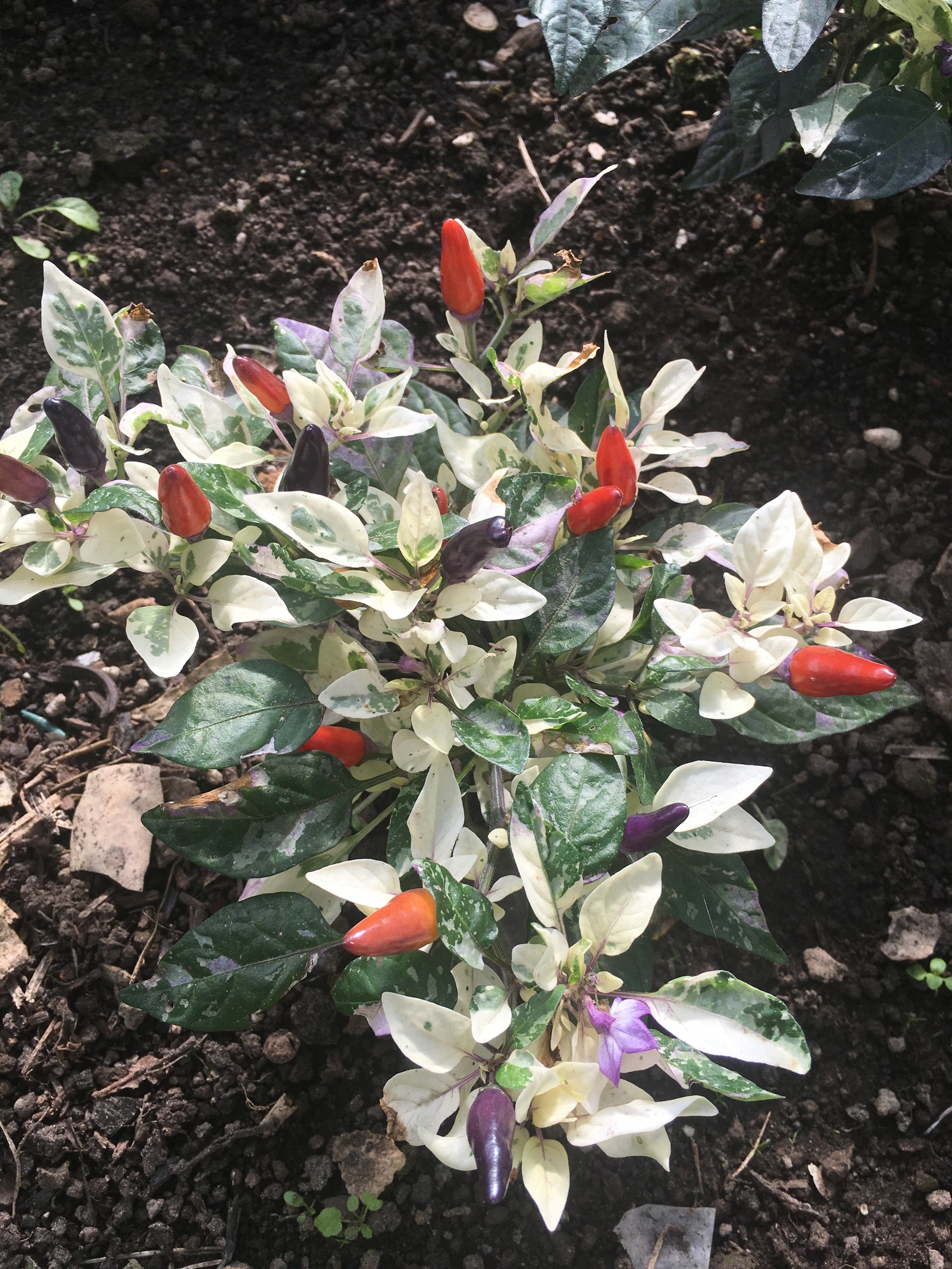 Выращивание острого перца BHUC - фото 2