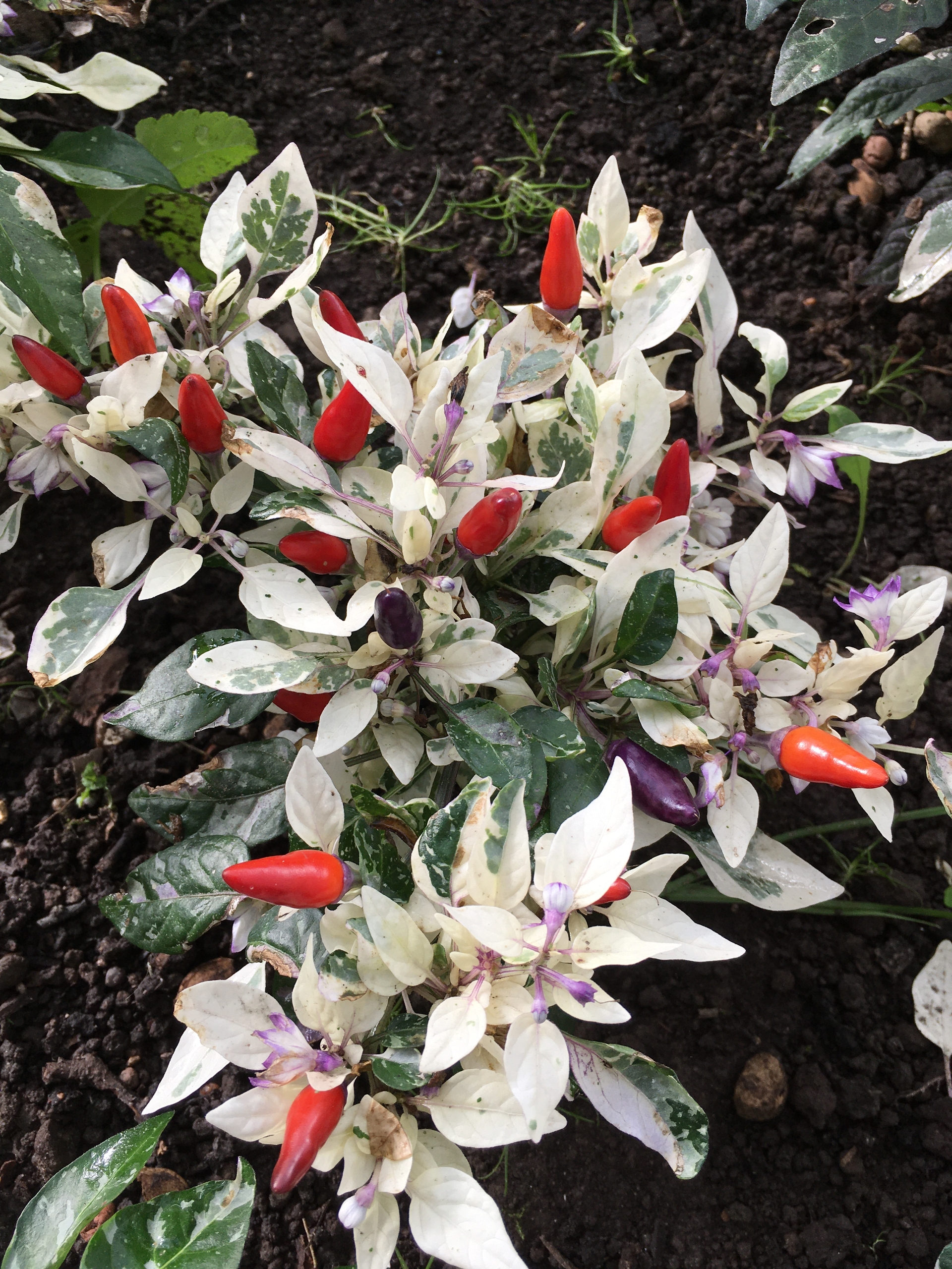 Сорт острого перца BHUC - фото 3