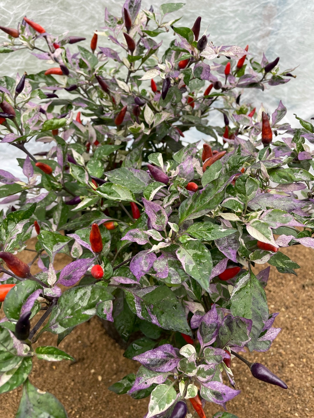 Семена острого перца Dream Catcher