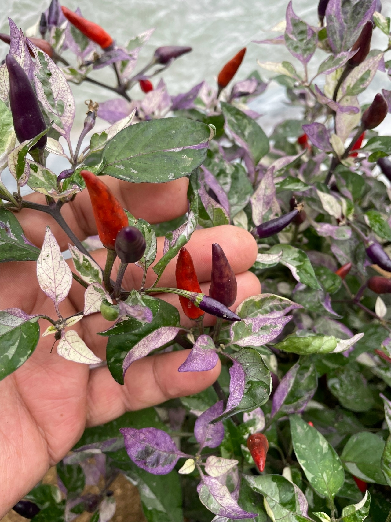 Выращивание острого перца Dream Catcher - фото 2