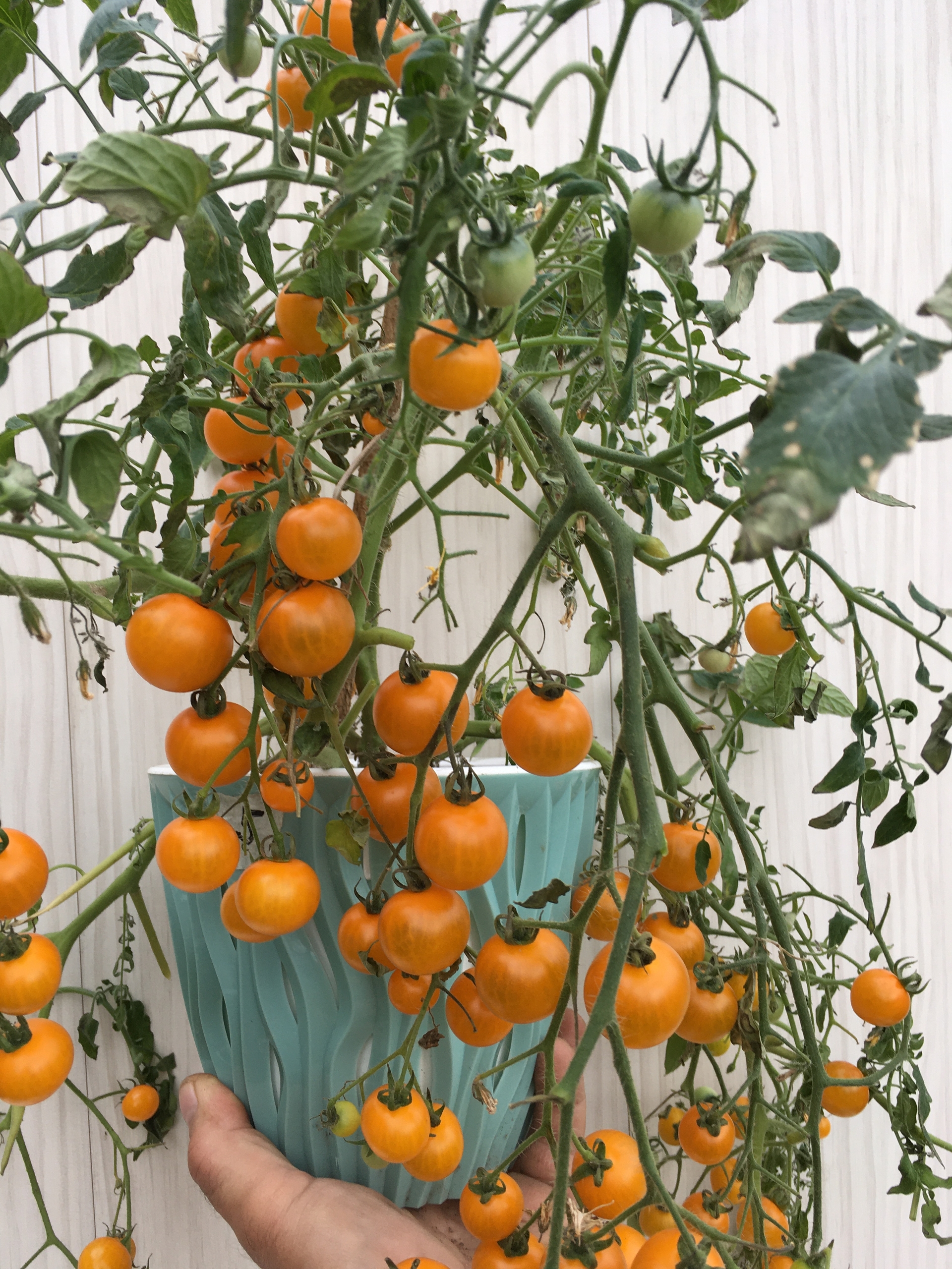 Семена томатов Tumbling Tom Yellow