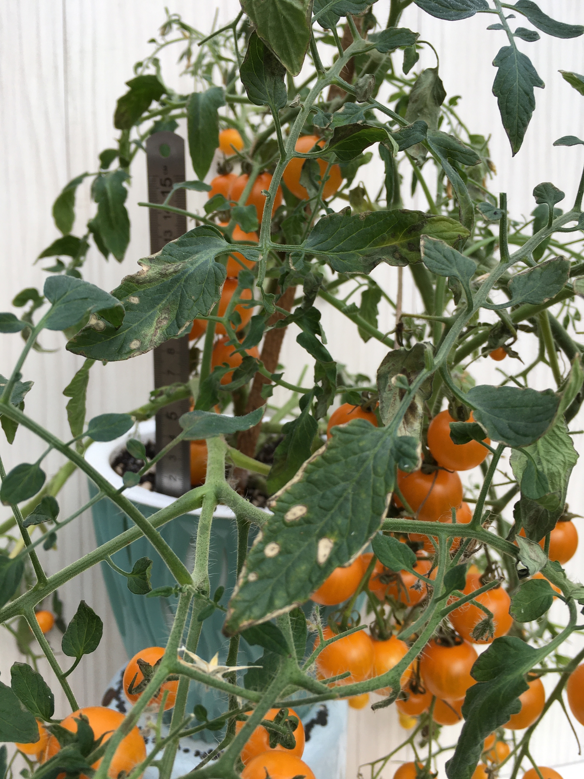 Выращивание томатов Tumbling Tom Yellow - фото 2