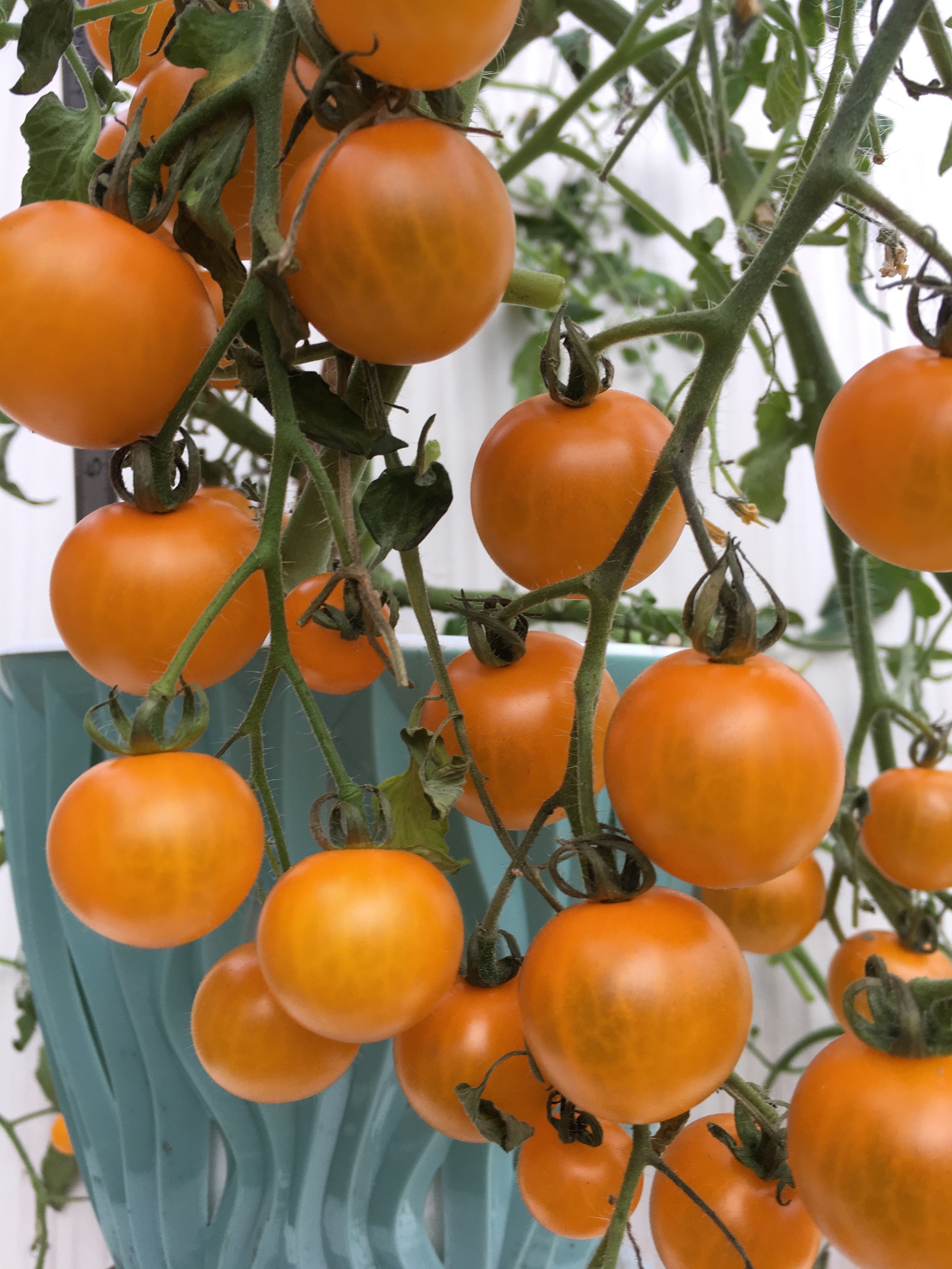 Сорт томатов Tumbling Tom Yellow - фото 3