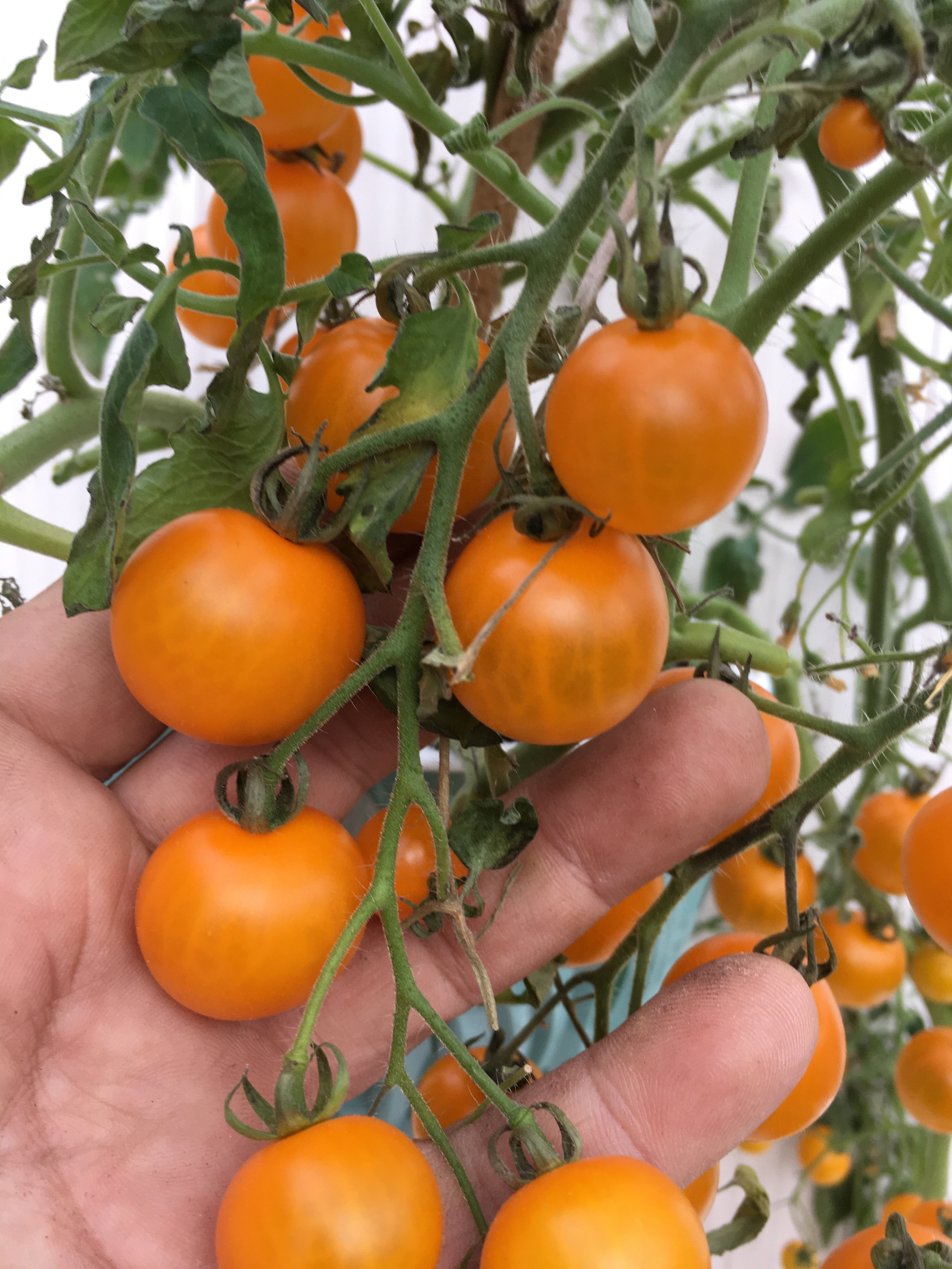 Плоды томатов Tumbling Tom Yellow - фото 4