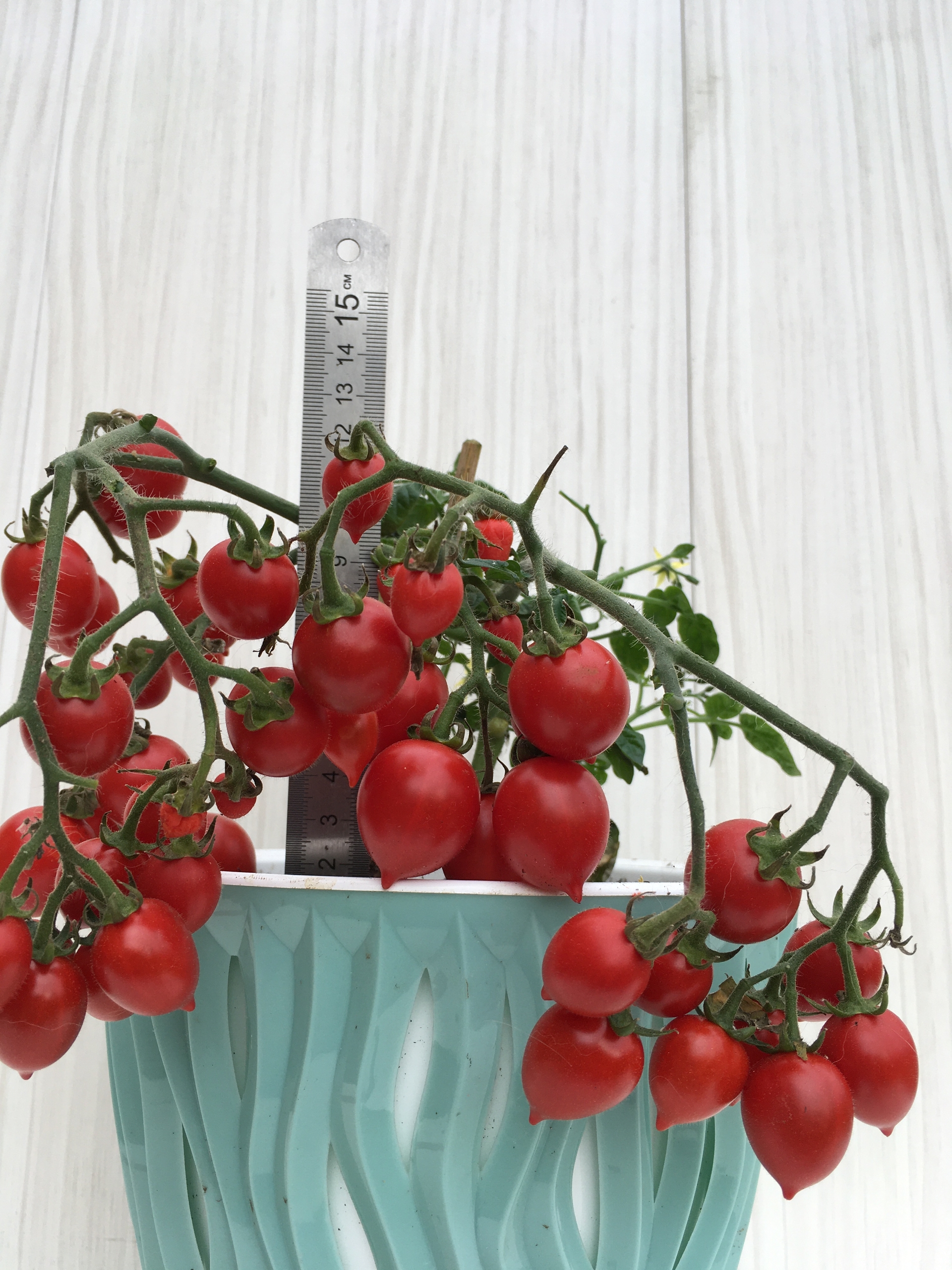 Семена томатов Little heartbreaker