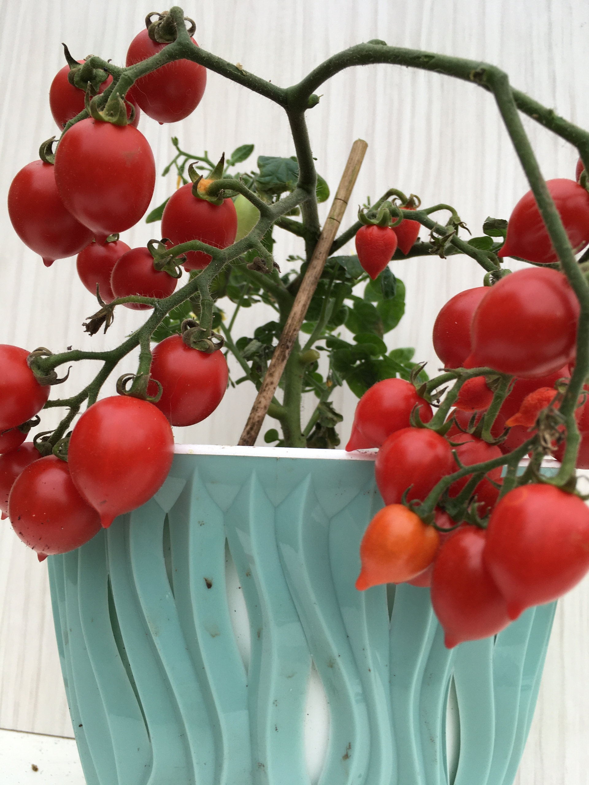 Выращивание томатов Little heartbreaker - фото 2