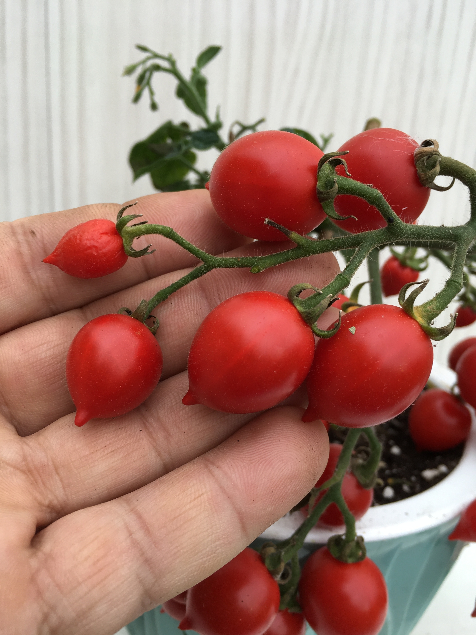 Сорт томатов Little heartbreaker - фото 3