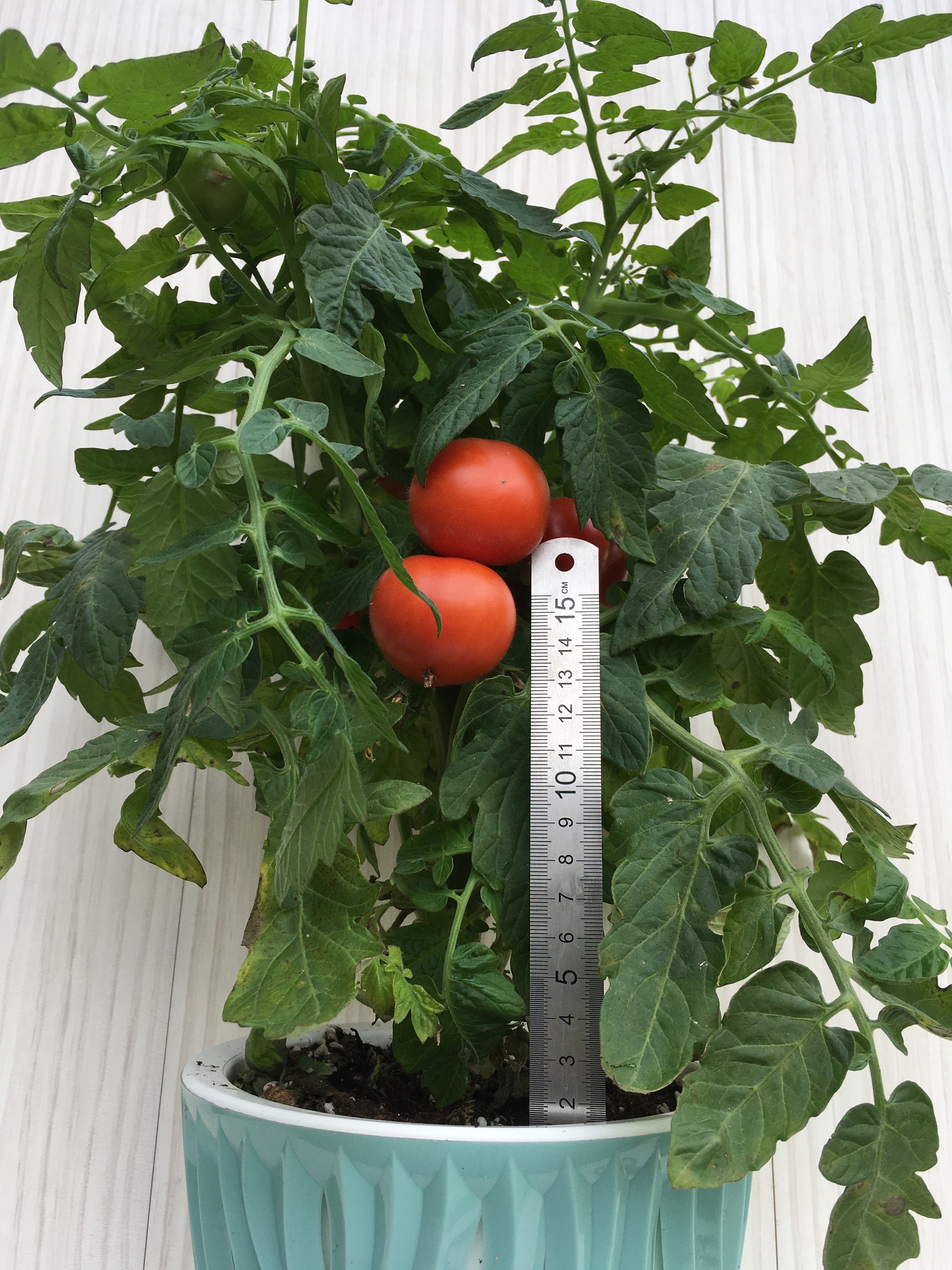 Семена томатов Balcon Star