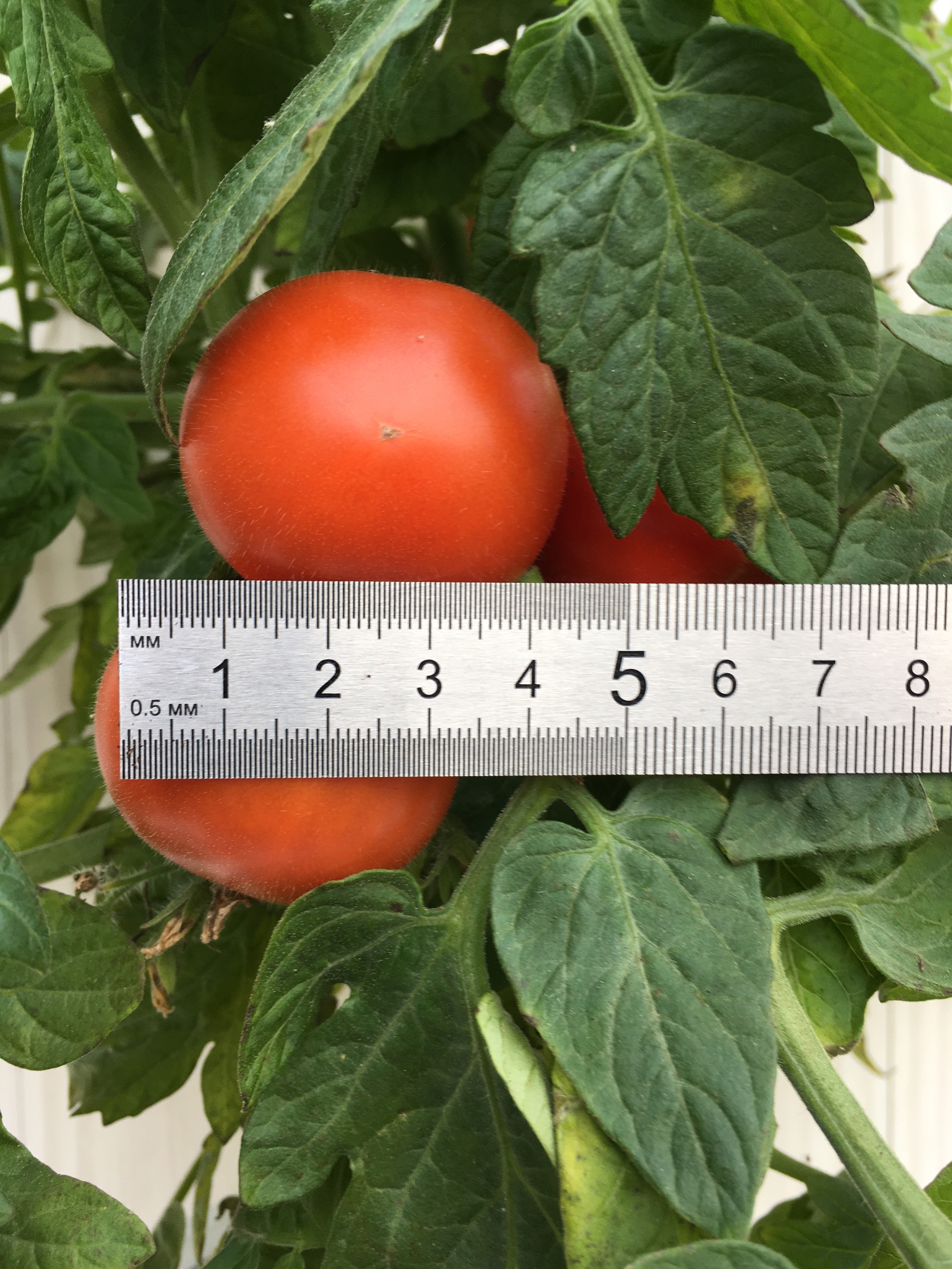 Выращивание томатов Balcon Star - фото 2