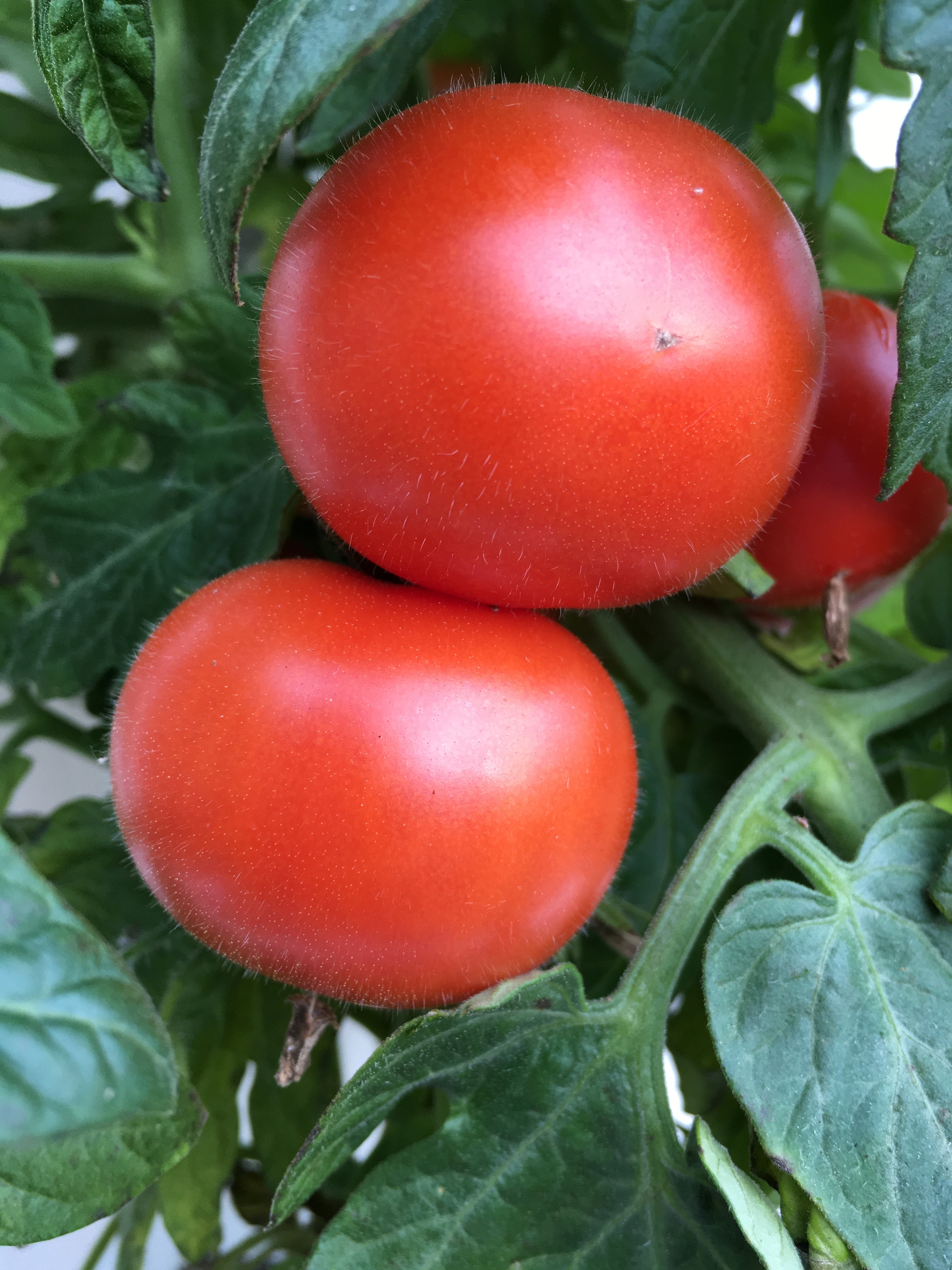 Сорт томатов Balcon Star - фото 3