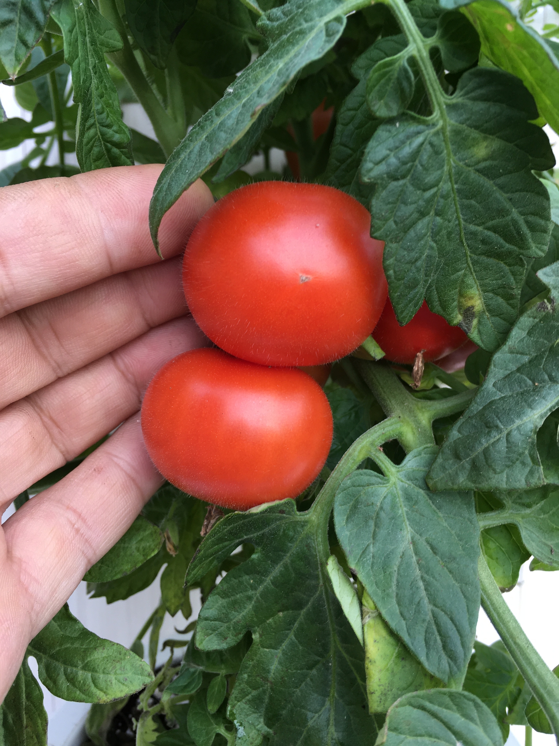 Плоды томатов Balcon Star - фото 4