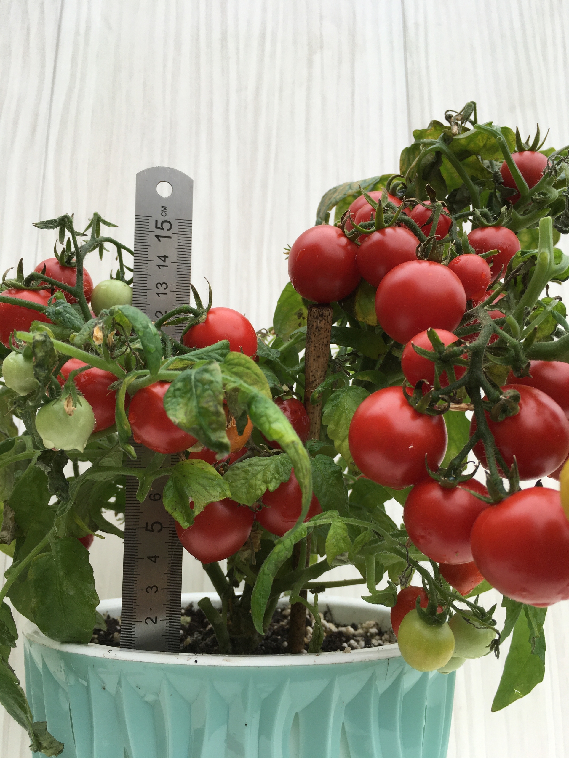 Семена томатов Delice de nein