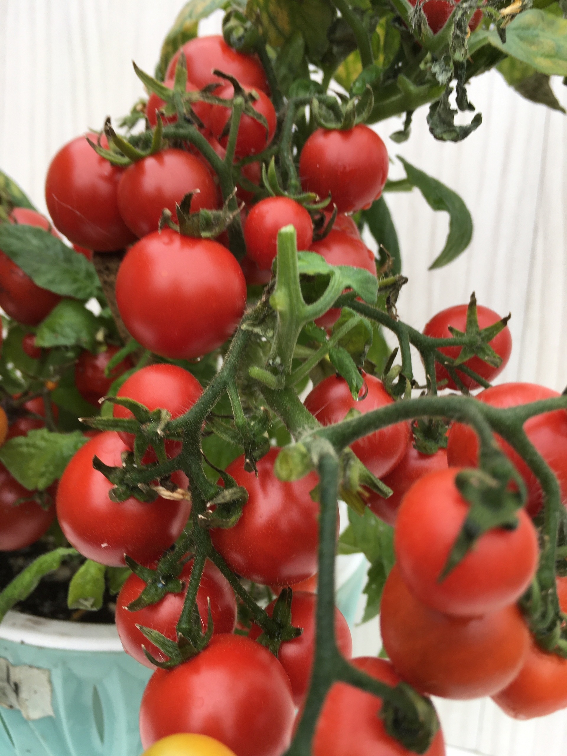 Выращивание томатов Delice de nein - фото 2