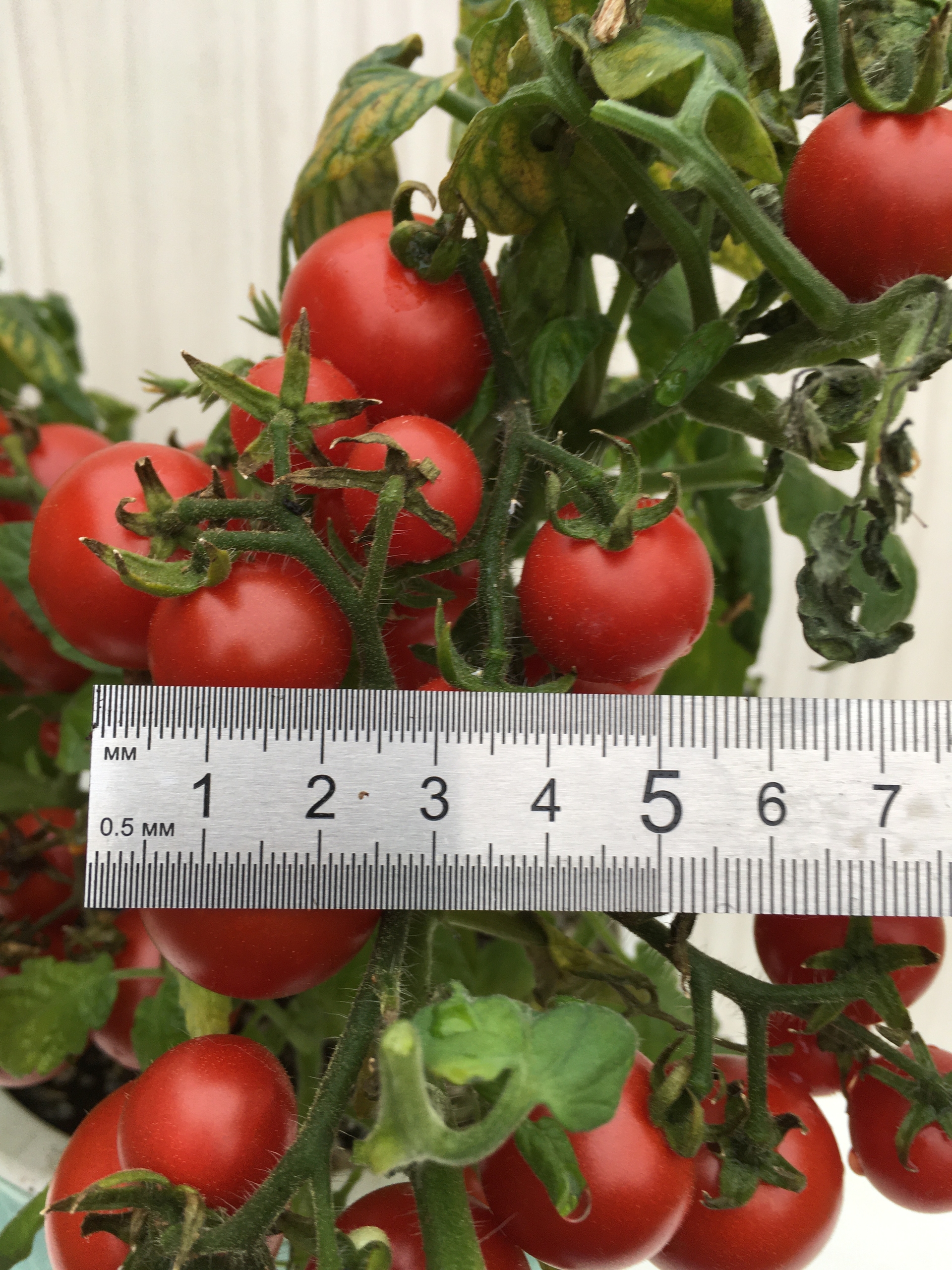 Сорт томатов Delice de nein - фото 3