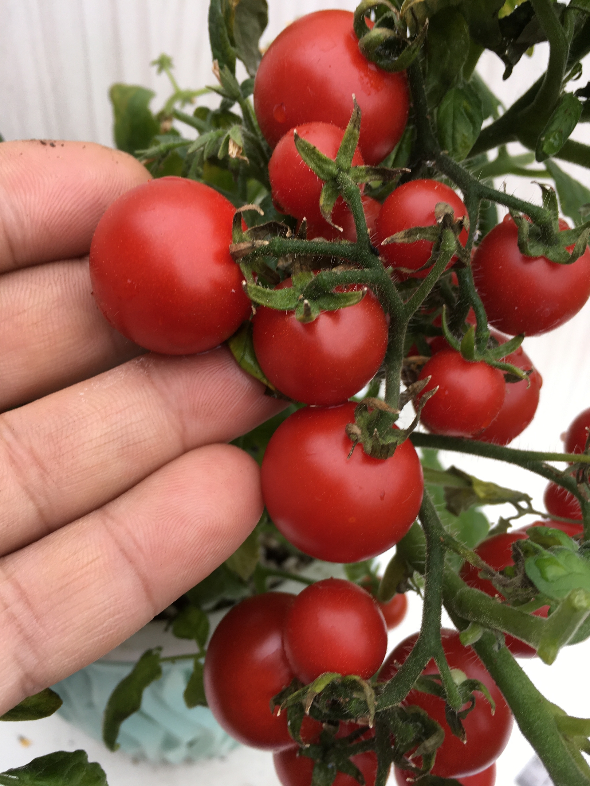 Плоды томатов Delice de nein - фото 4