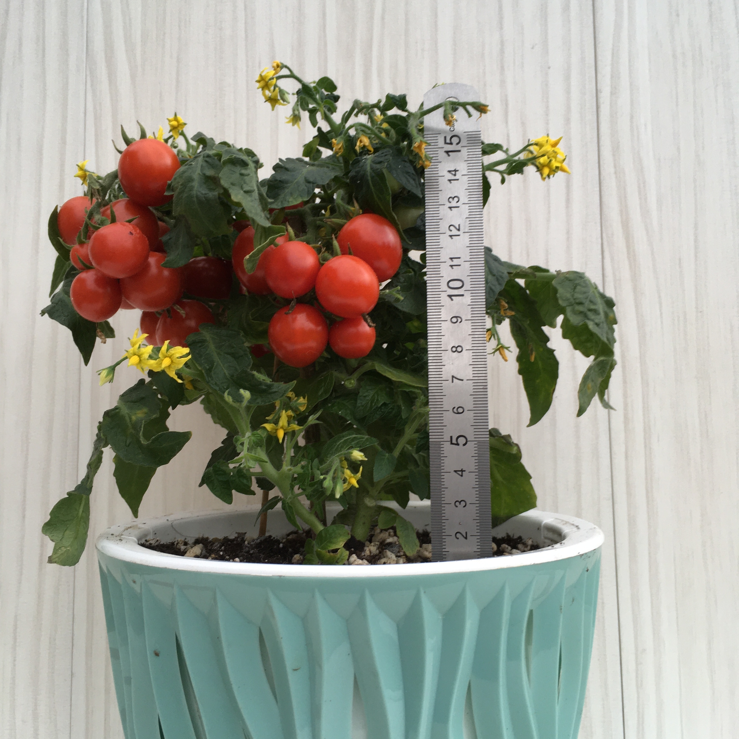 Семена томатов Nina Neutron