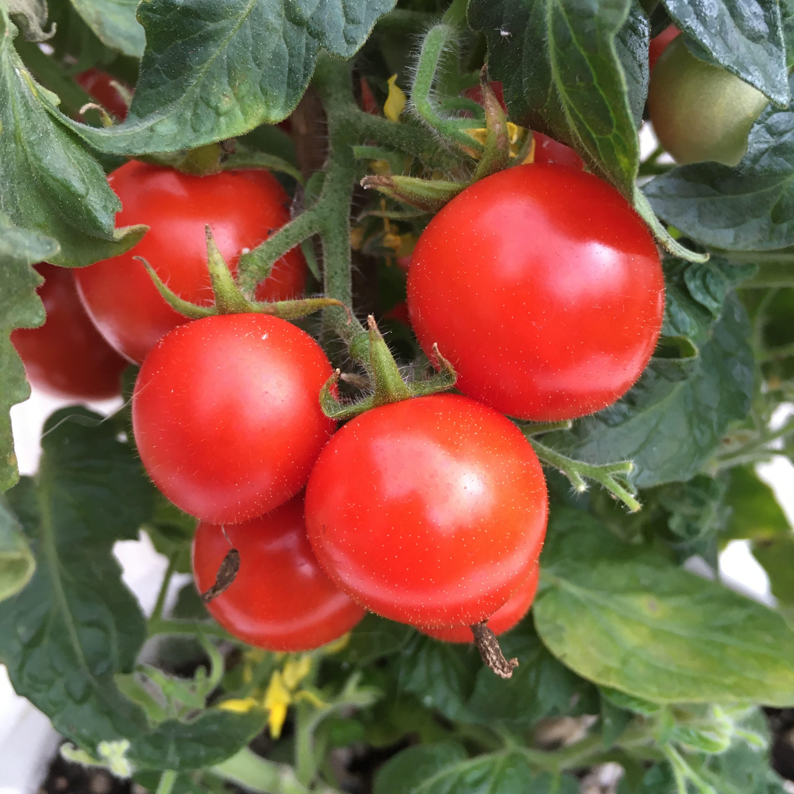 Выращивание томатов Nina Neutron - фото 2