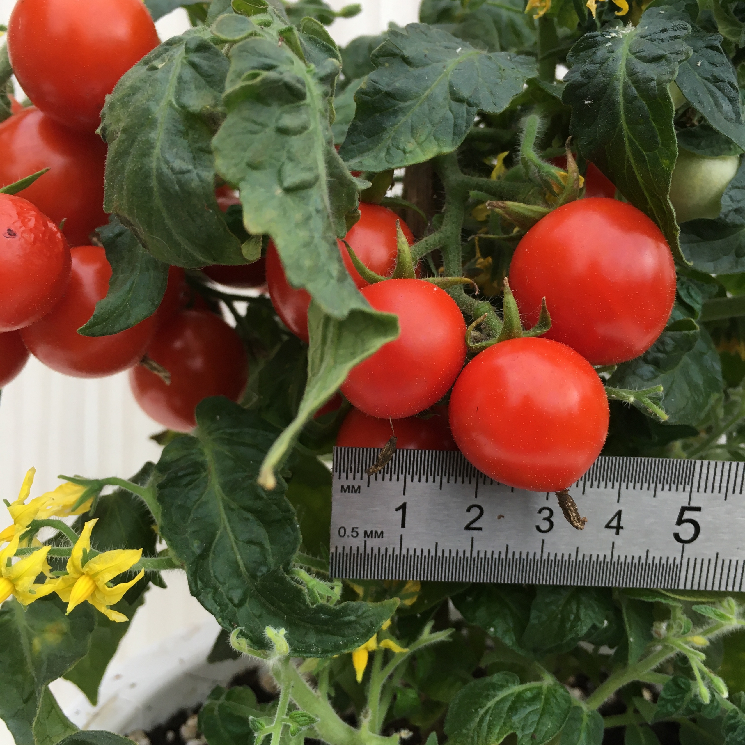 Сорт томатов Nina Neutron - фото 3