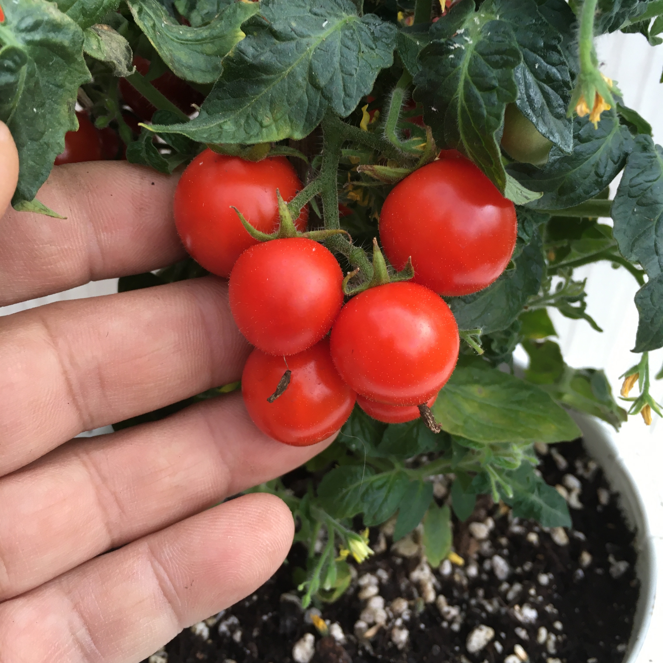 Плоды томатов Nina Neutron - фото 4