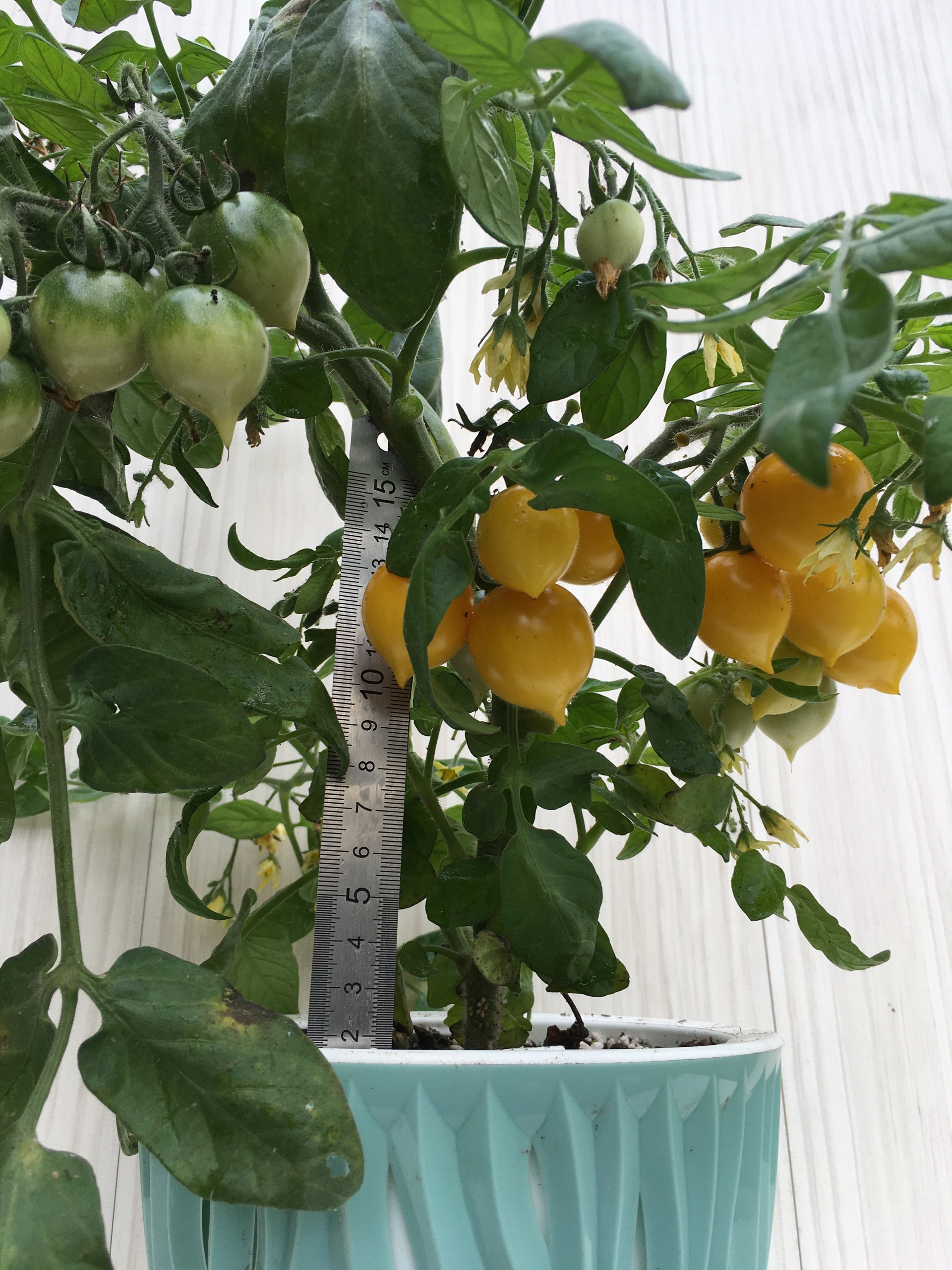 Семена томатов Liil Pip's