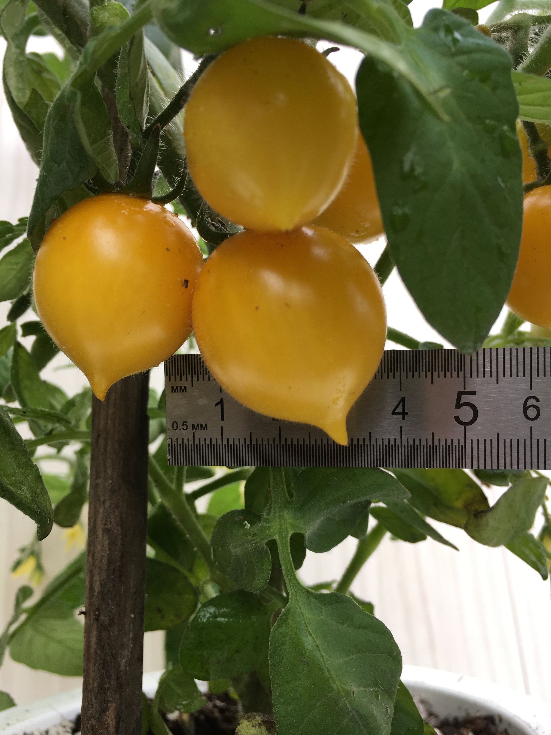 Выращивание томатов Liil Pip's - фото 2