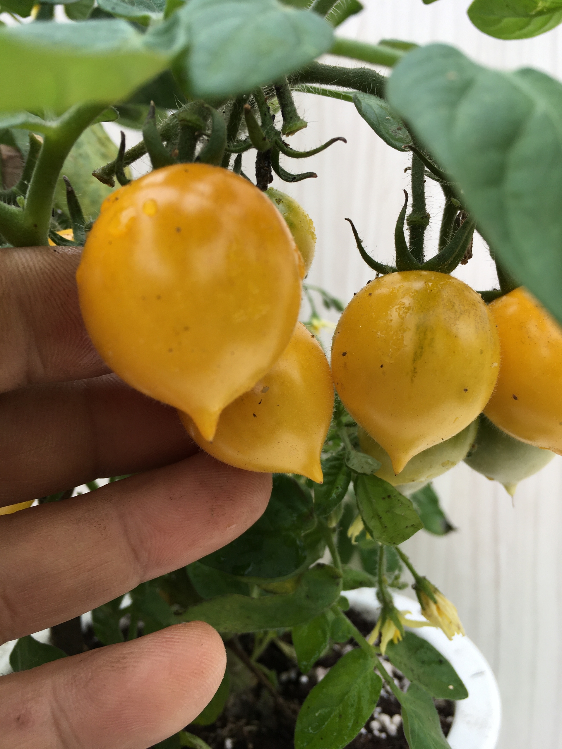 Сорт томатов Liil Pip's - фото 3