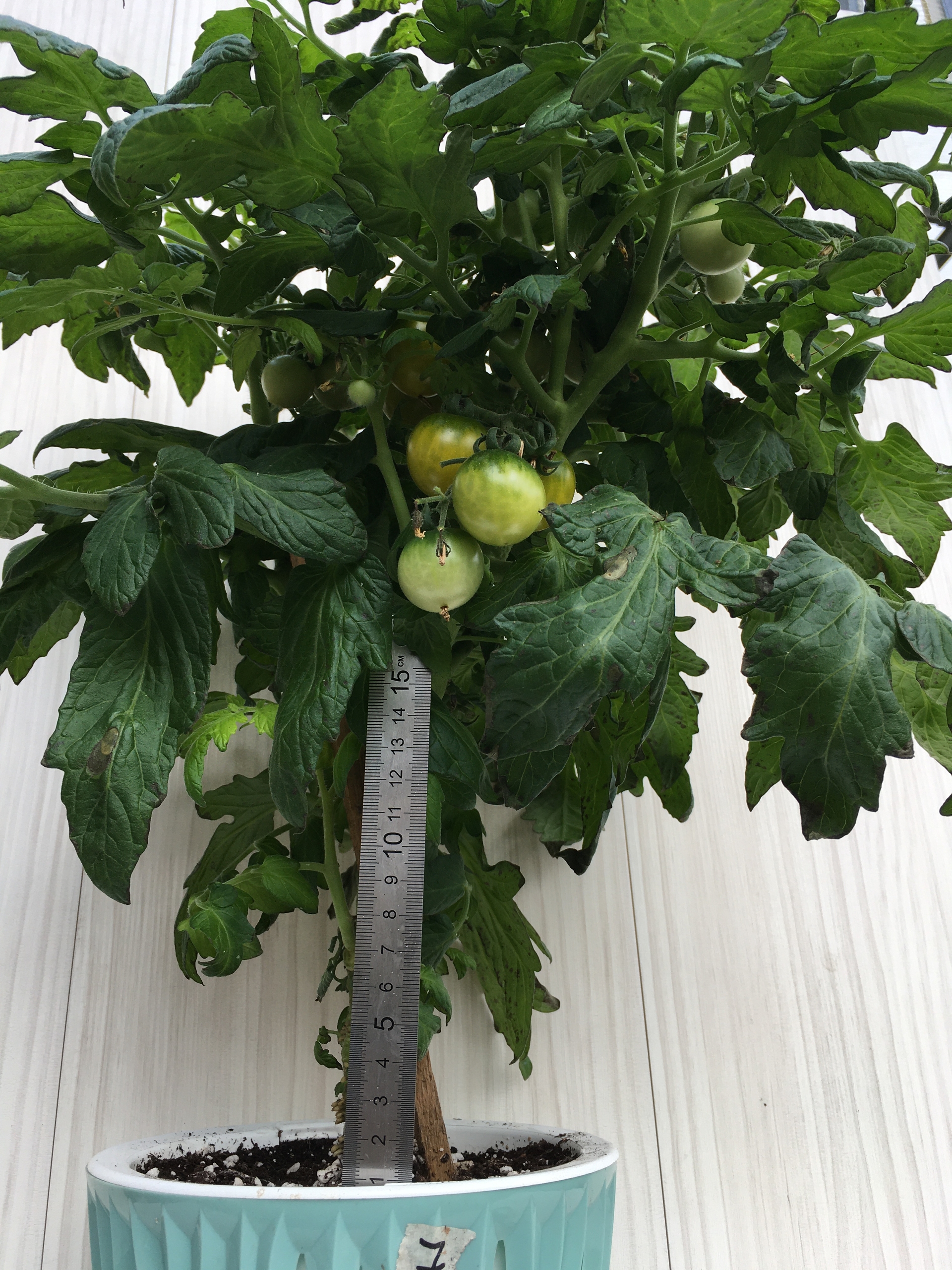 Семена томатов Fat frog