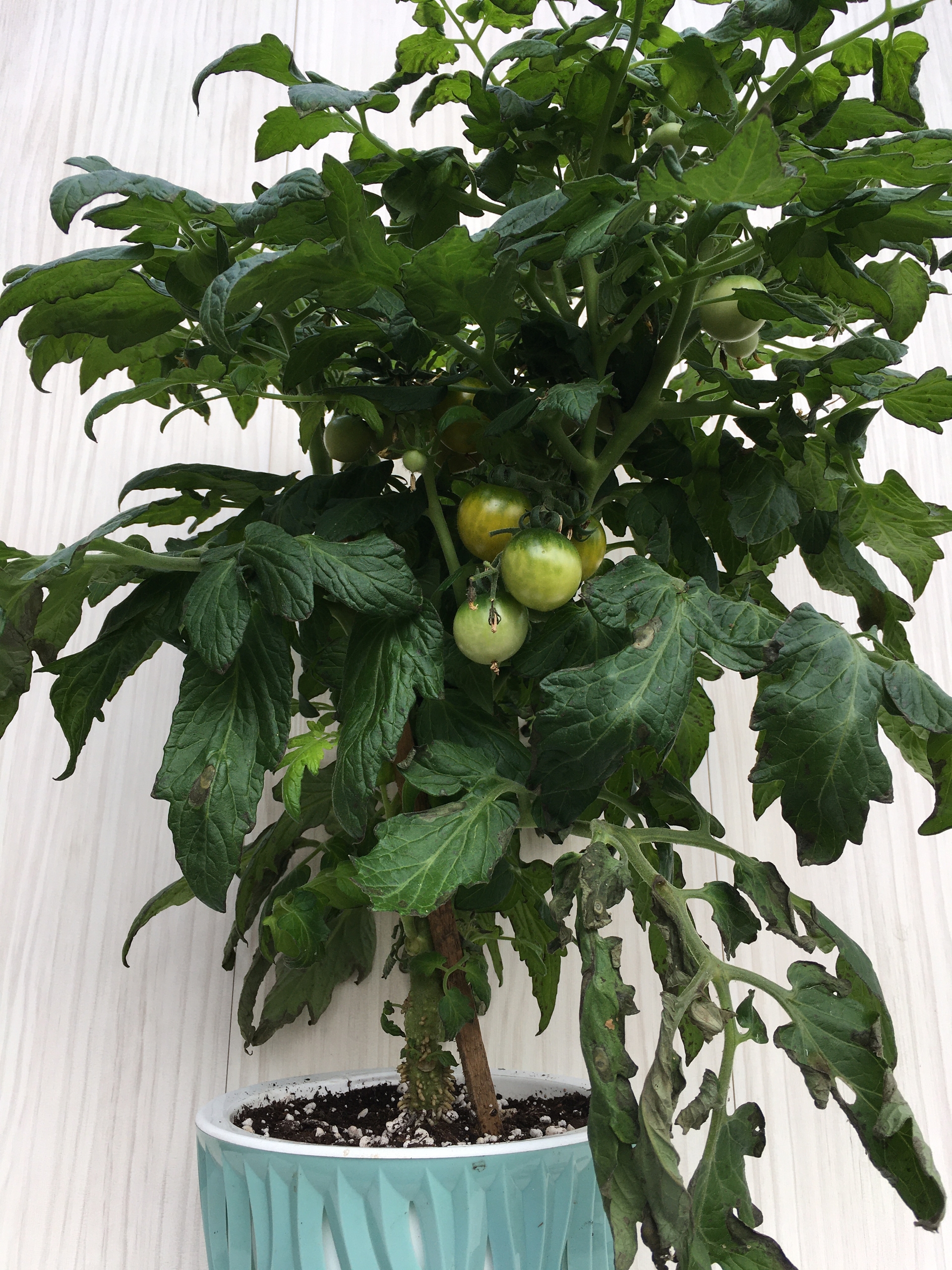 Выращивание томатов Fat frog - фото 2