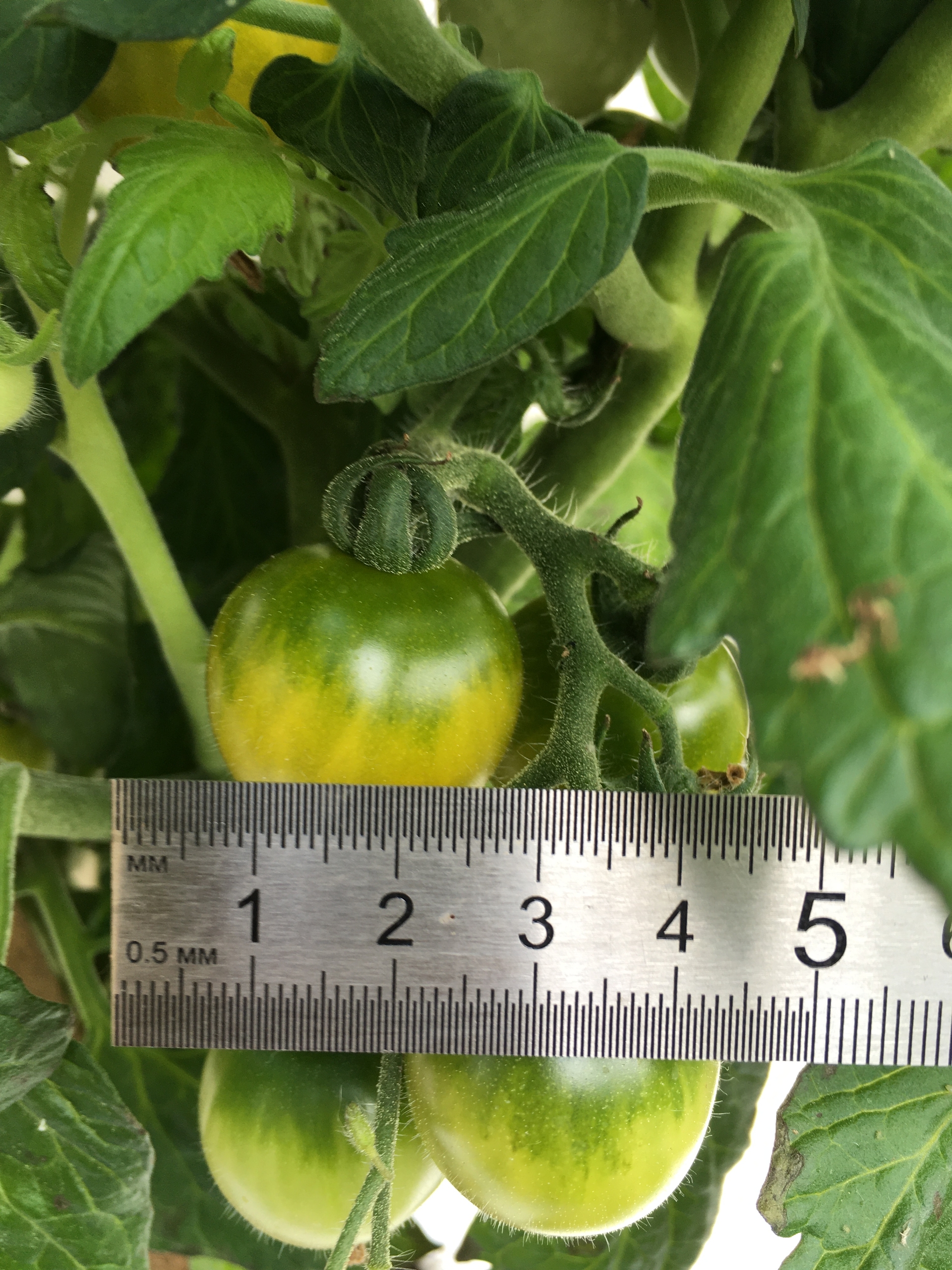 Сорт томатов Fat frog - фото 3