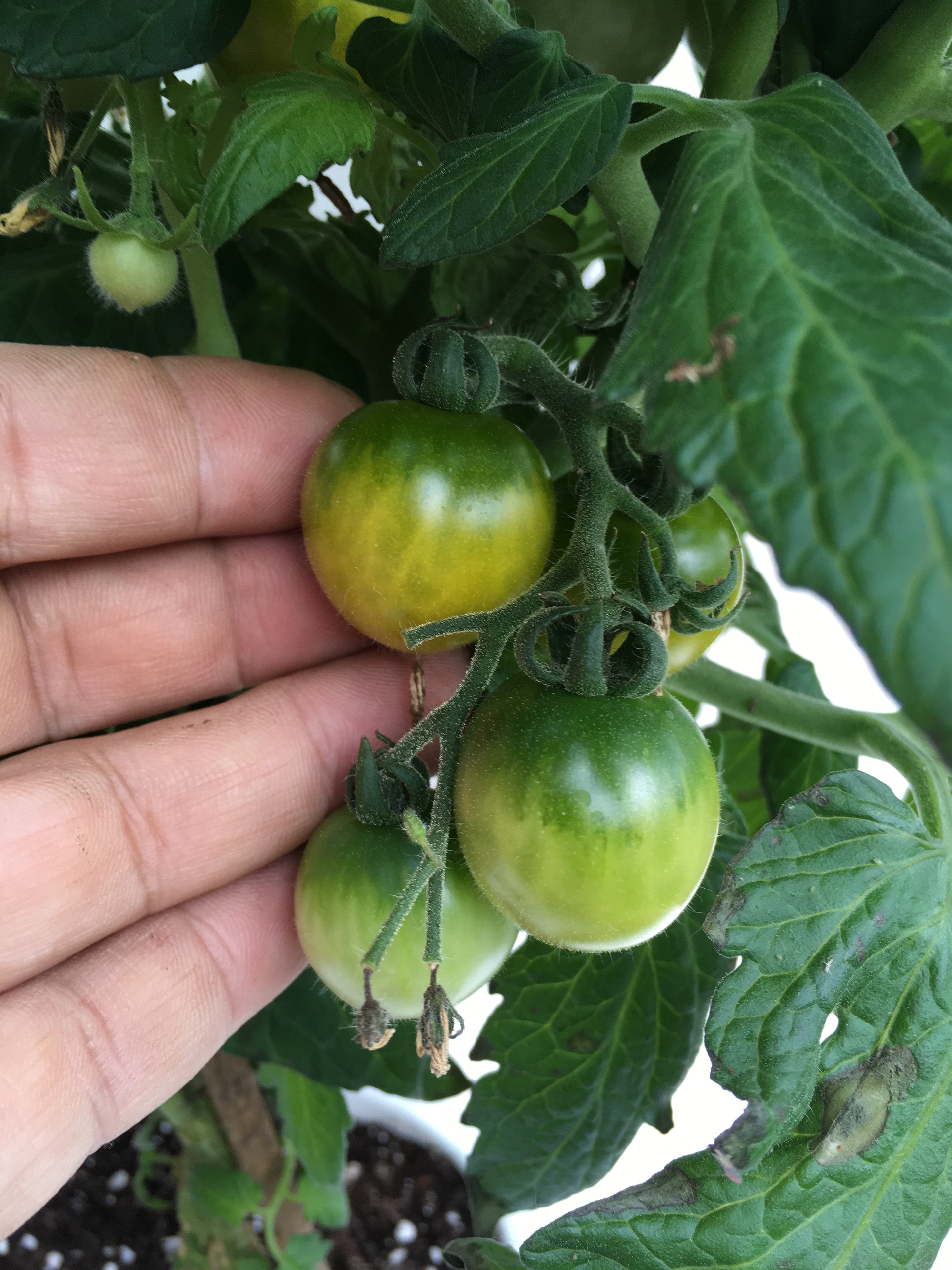 Плоды томатов Fat frog - фото 4