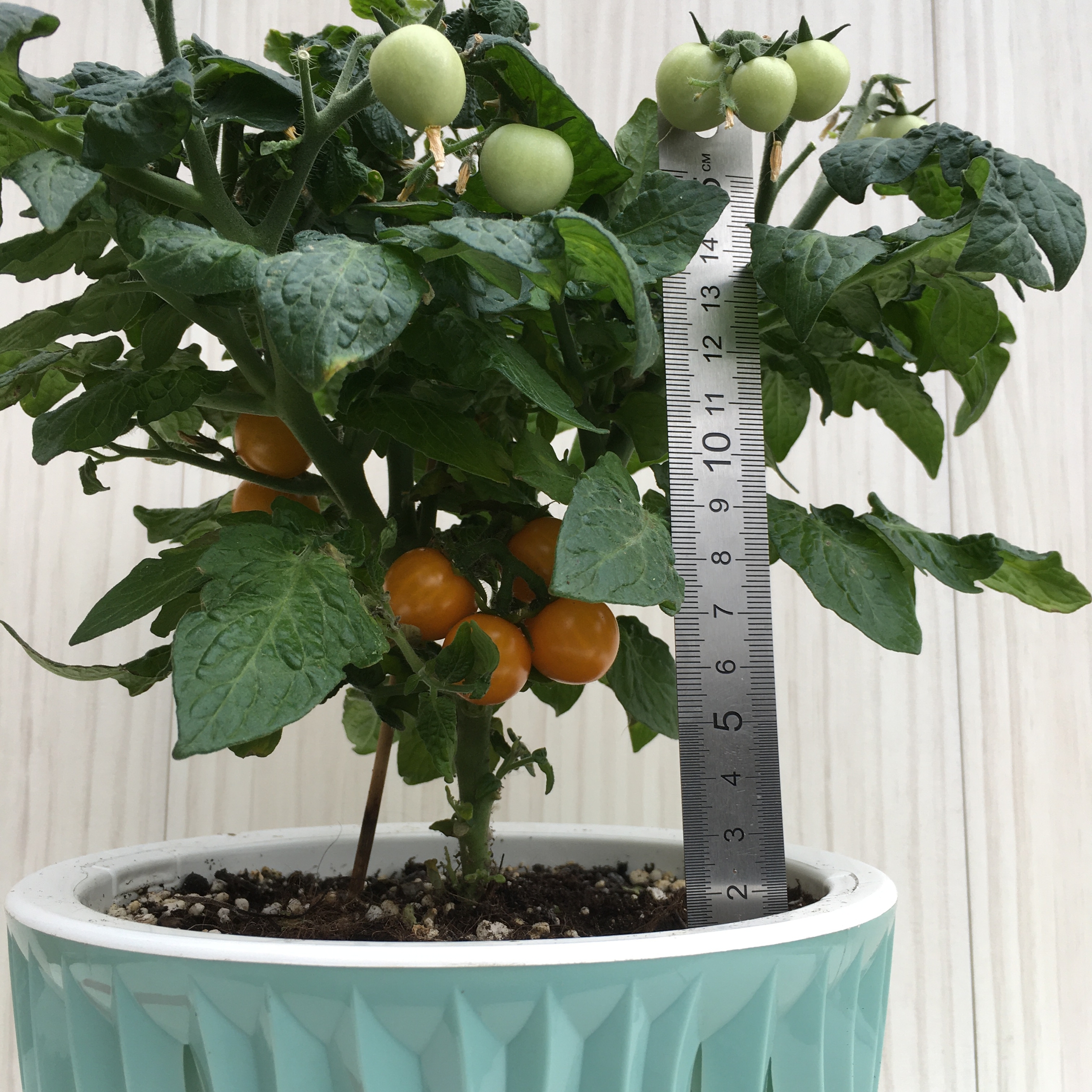 Семена томатов Micro Gemma